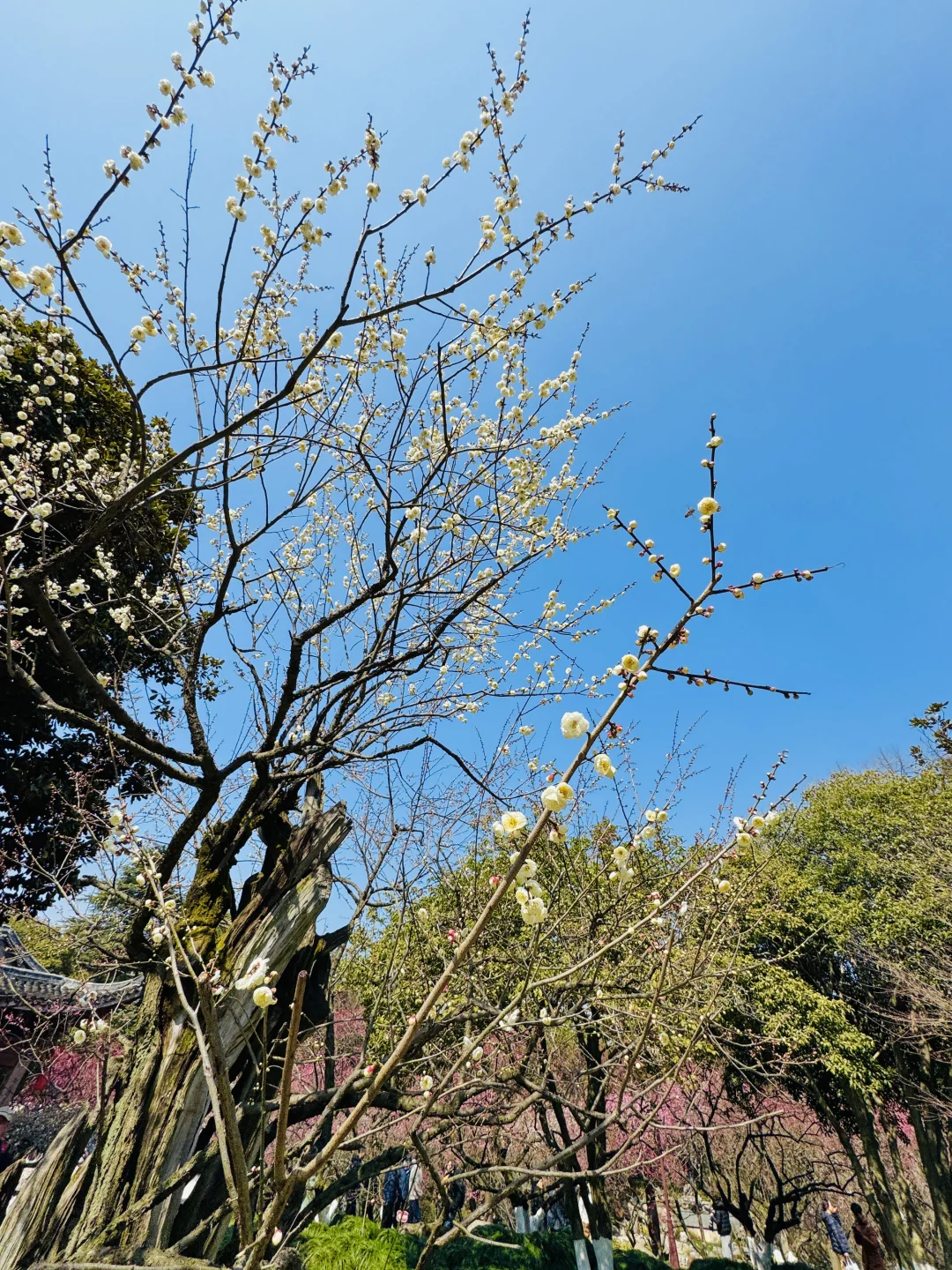 杭州赏梅🌸我只去一个地方