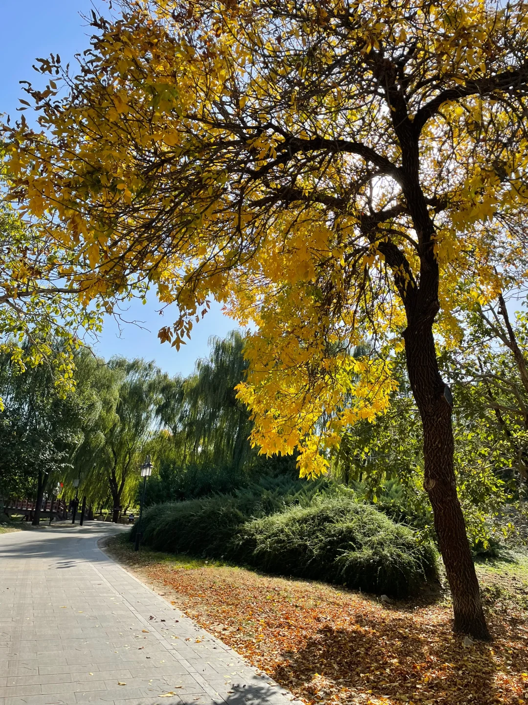 秋天的圆明园别有一番秋味🍂 北京.圆明园