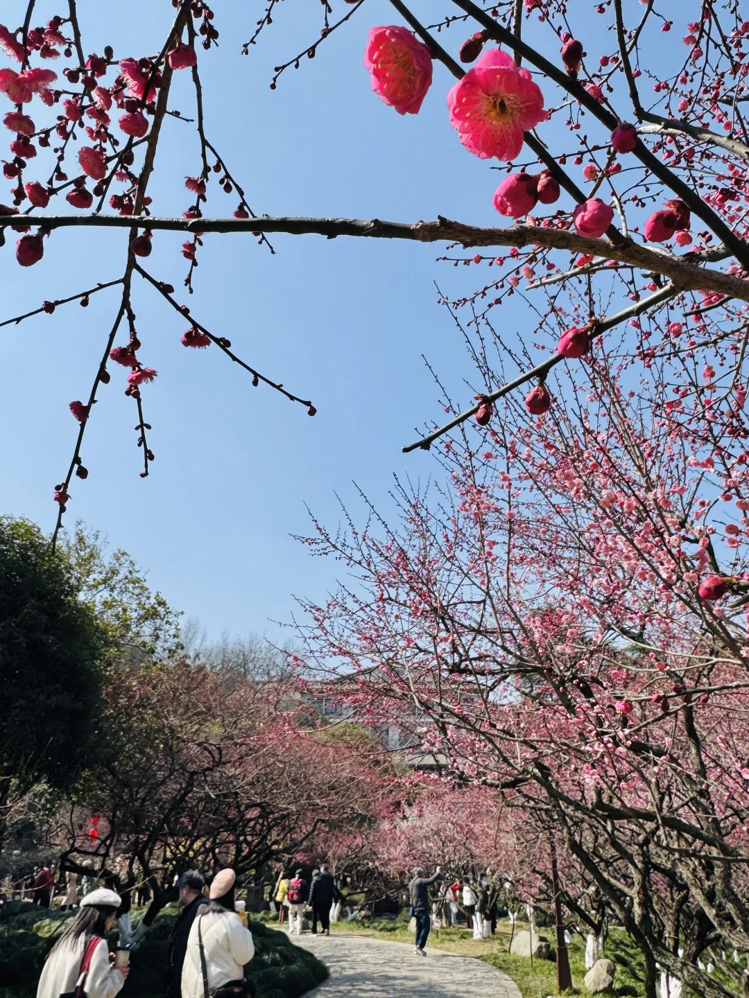 杭州赏梅🌸我只去一个地方