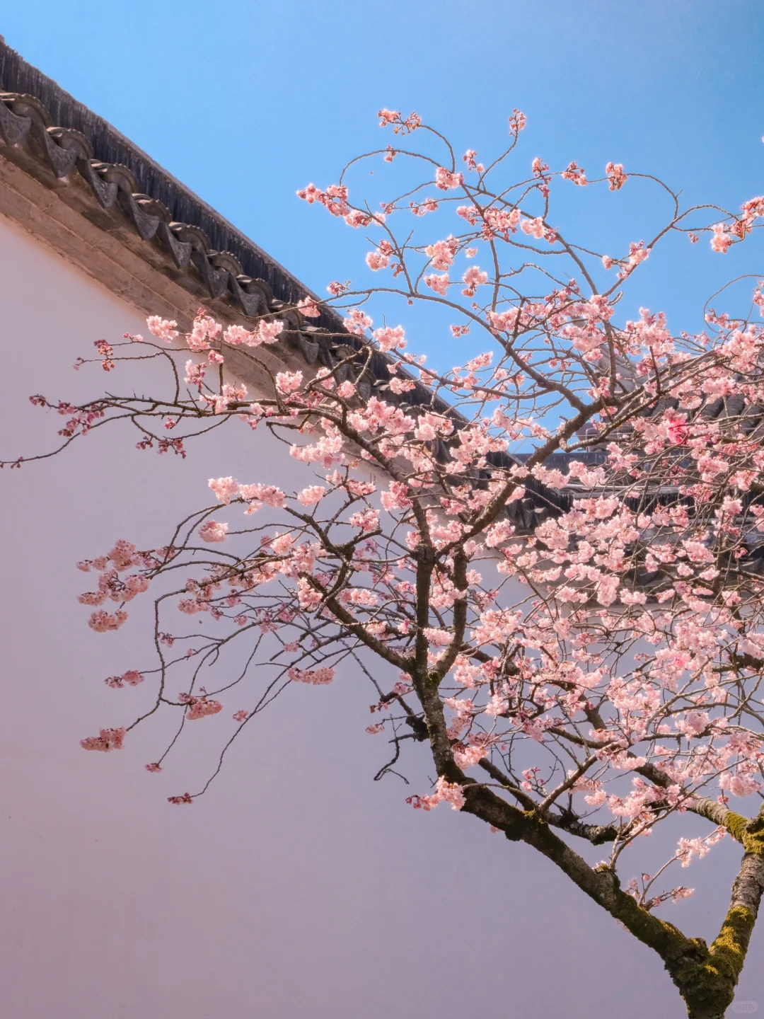 春节过后苏州将迎来一万次春和景明