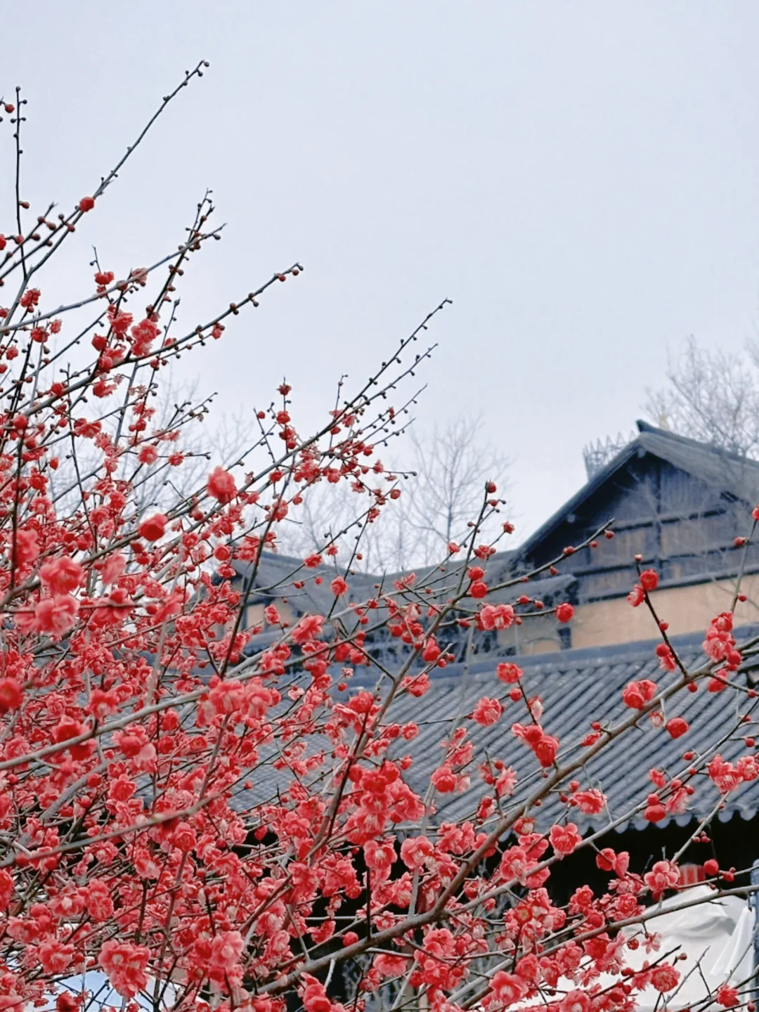 早春限定｜安吉两天一夜赏梅攻略