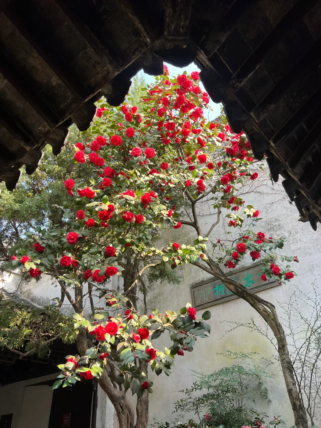 春节过后苏州将迎来一万次春和景明