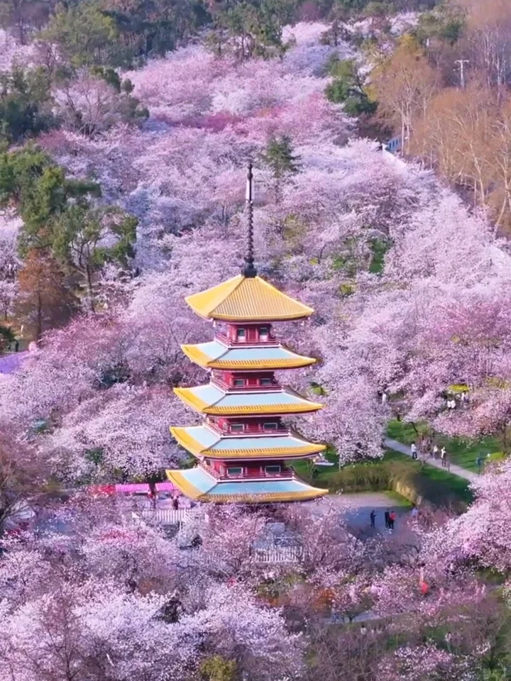 2025武汉赏樱全攻略🌸三月樱花季的浪漫