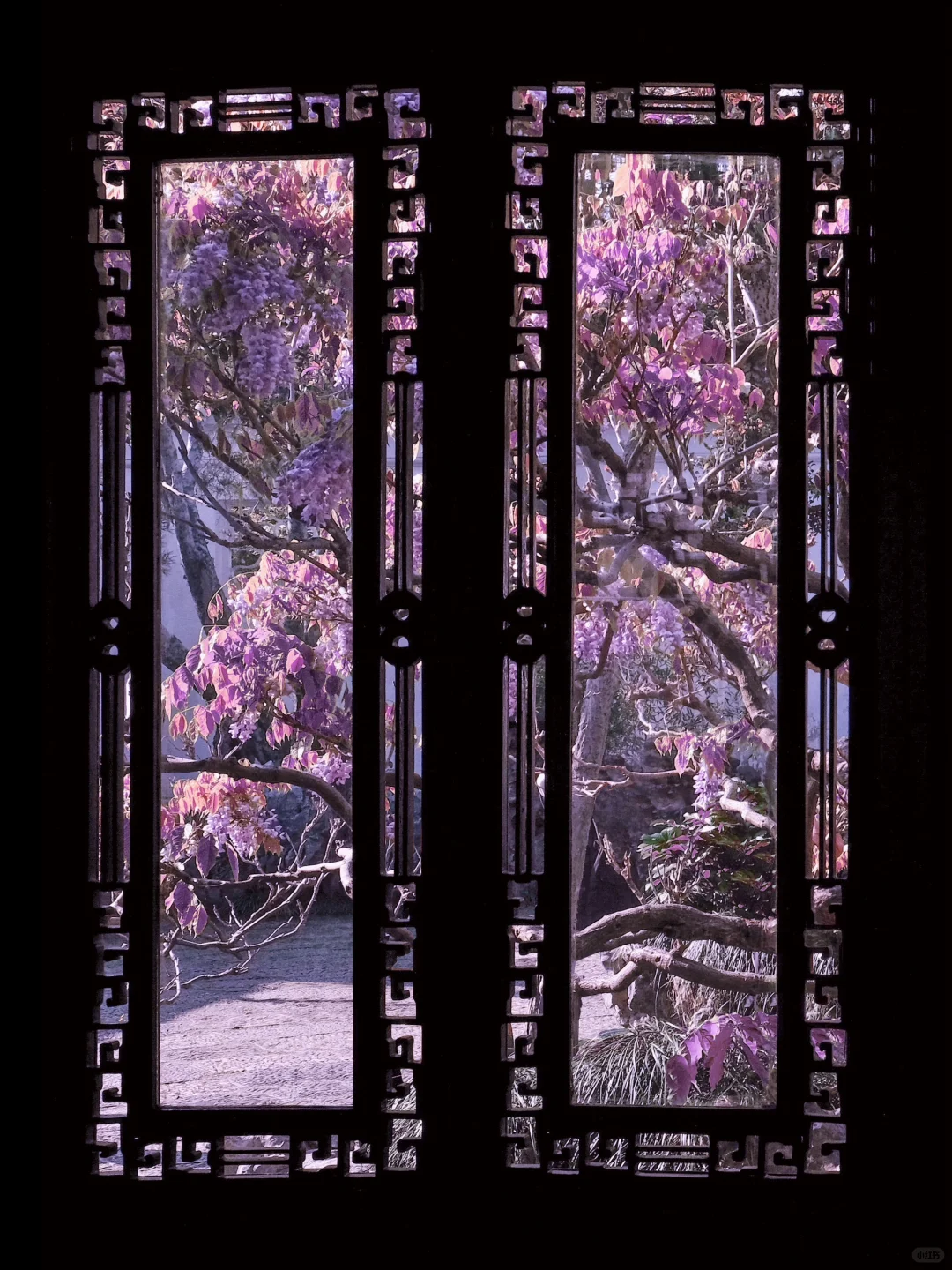 春节过后苏州将迎来一万次春和景明