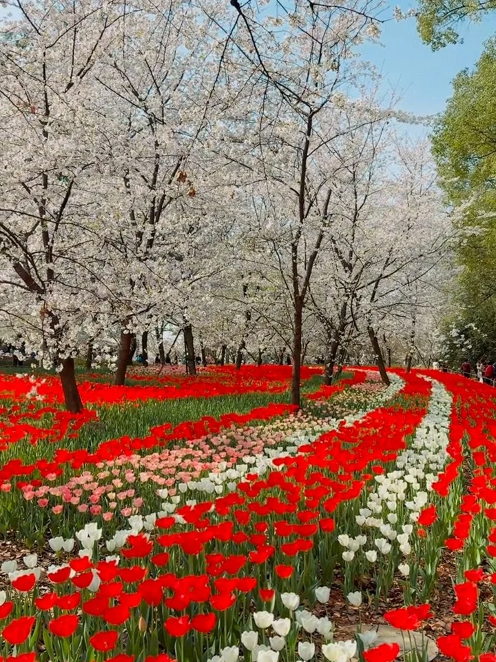 2025武汉赏樱全攻略🌸三月樱花季的浪漫