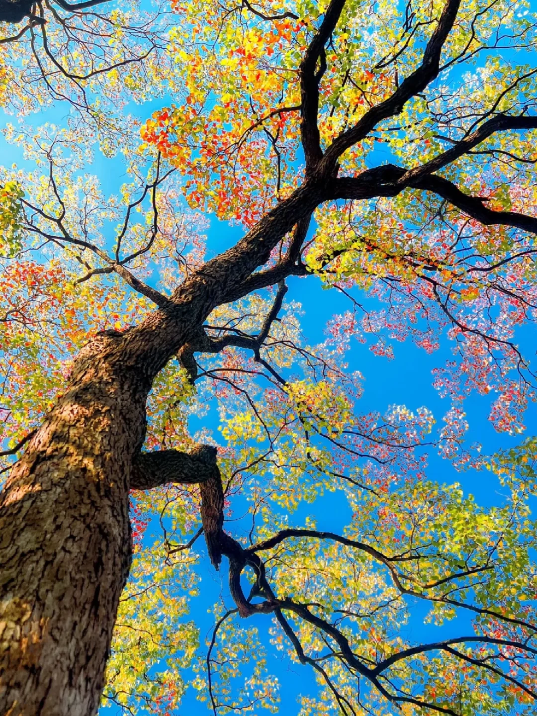 🎈来南京💯必看的旅游攻略❗好玩不踩雷