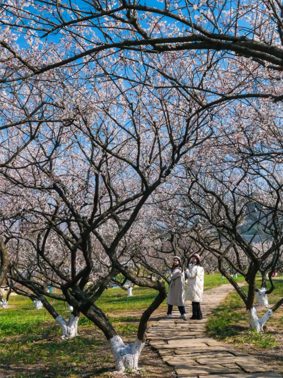 杭州赏梅🌸我只去一个地方