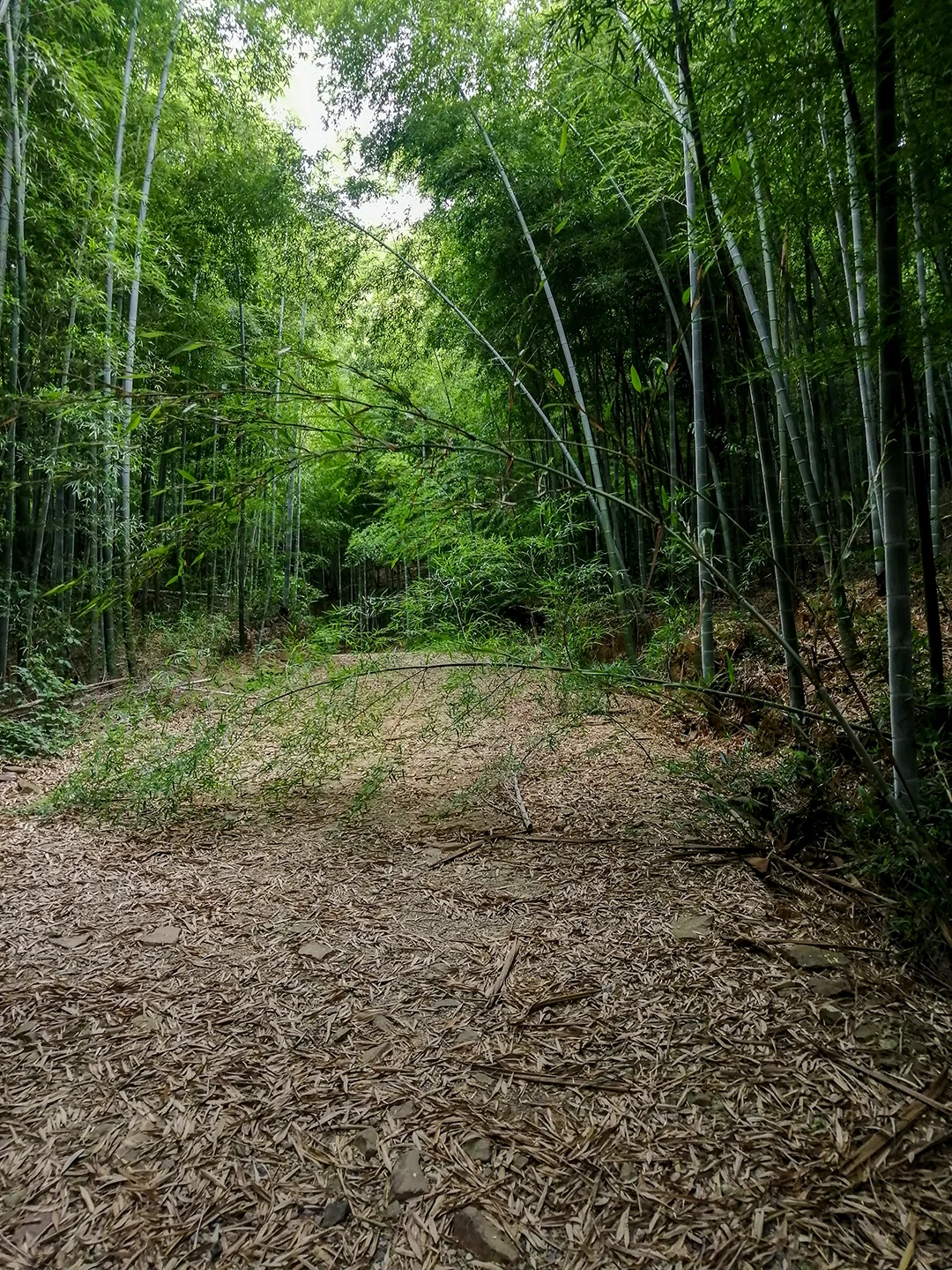 🏔每周一山：旺山大环线徒步攻略