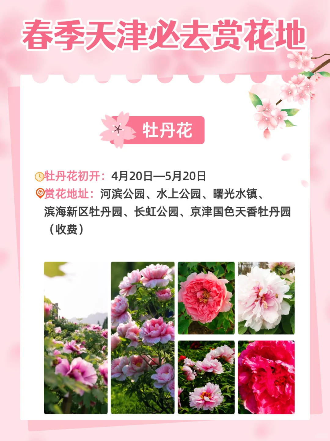 2025天津超全赏花指南🌸天津将迎来盛大花市