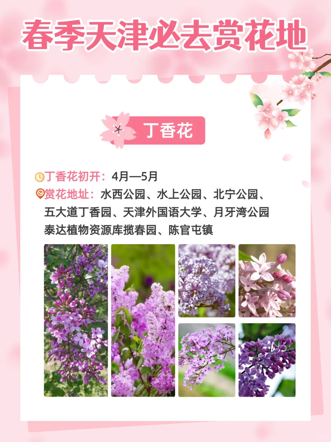 2025天津超全赏花指南🌸天津将迎来盛大花市