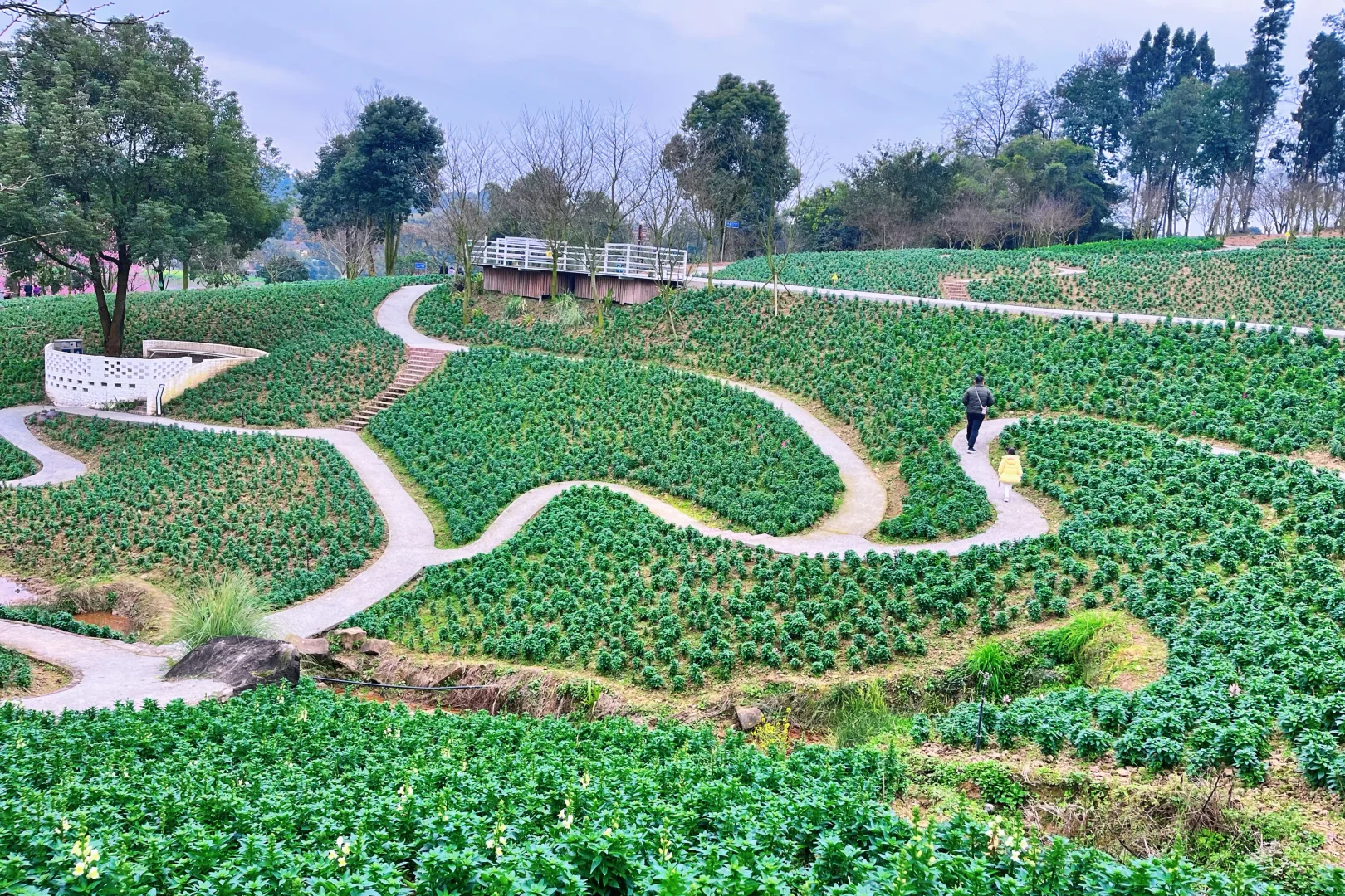 误入童话世界，周末老父亲花海里遛娃~