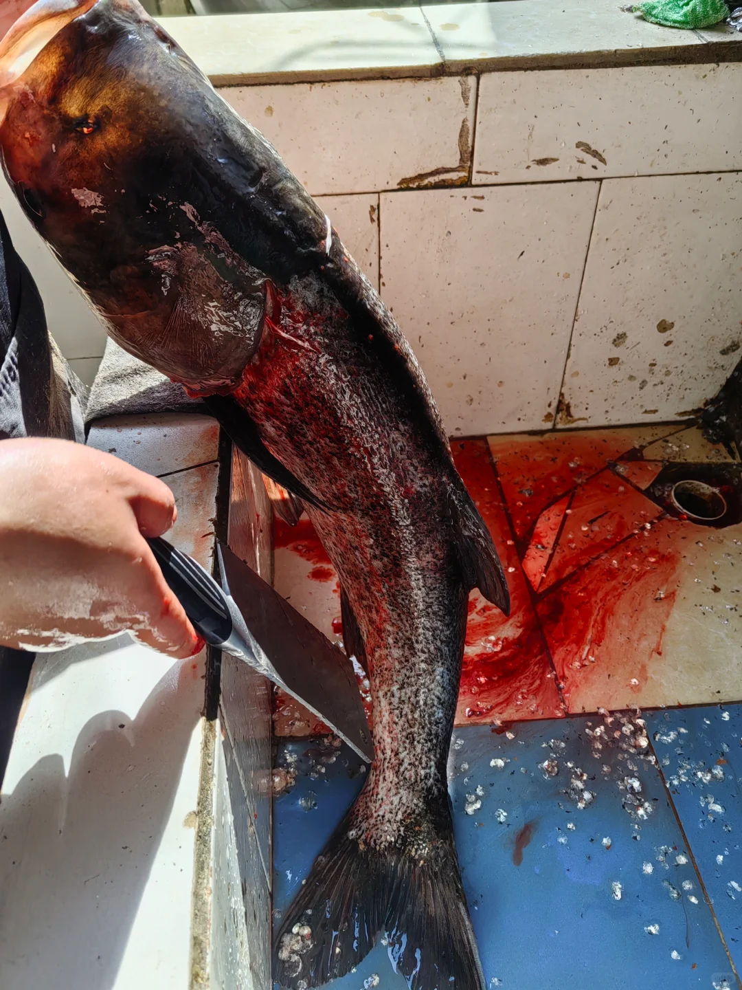 在南湾湖景区内吃到我DNA动了！