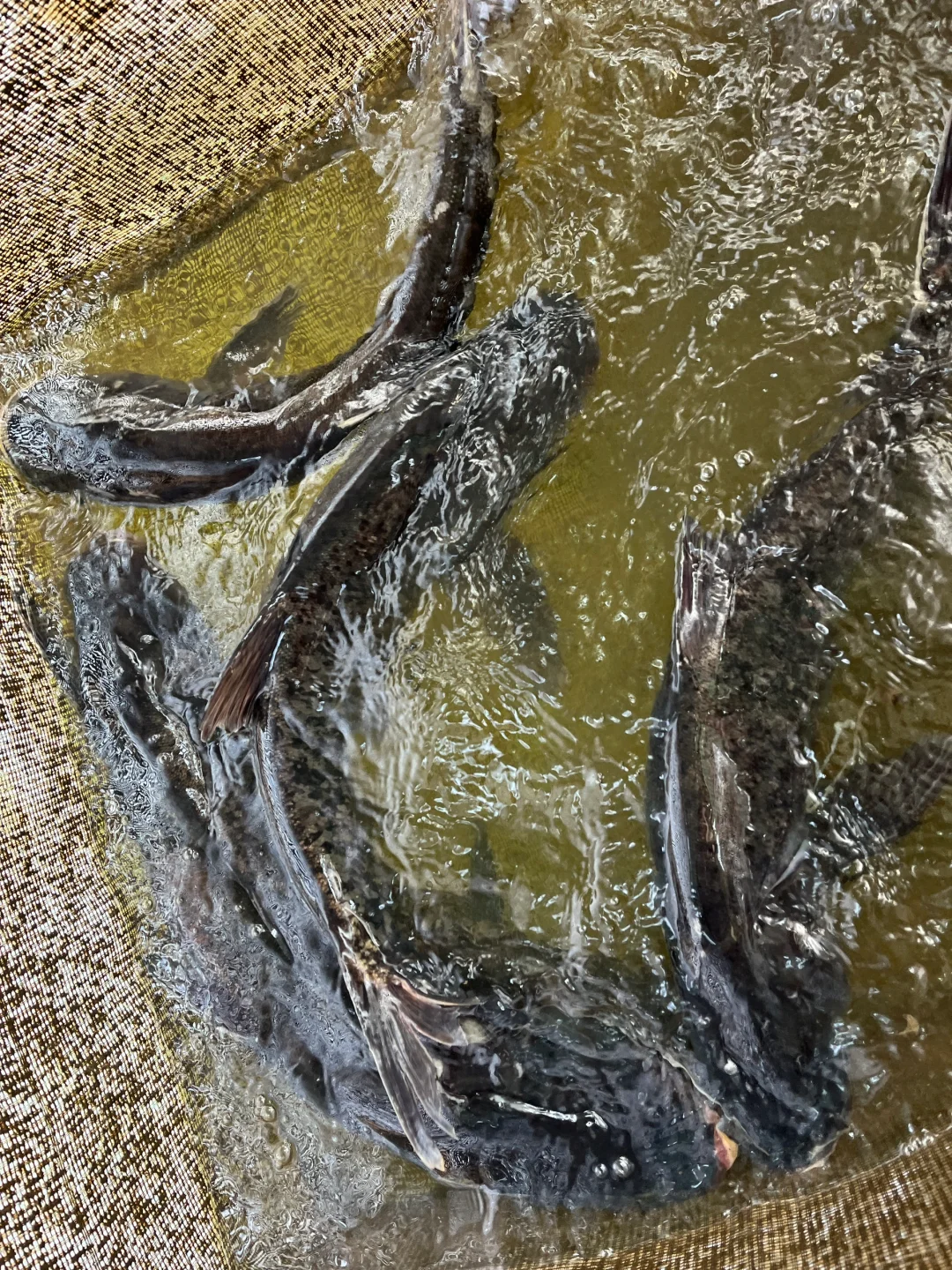 在南湾湖景区内吃到我DNA动了！