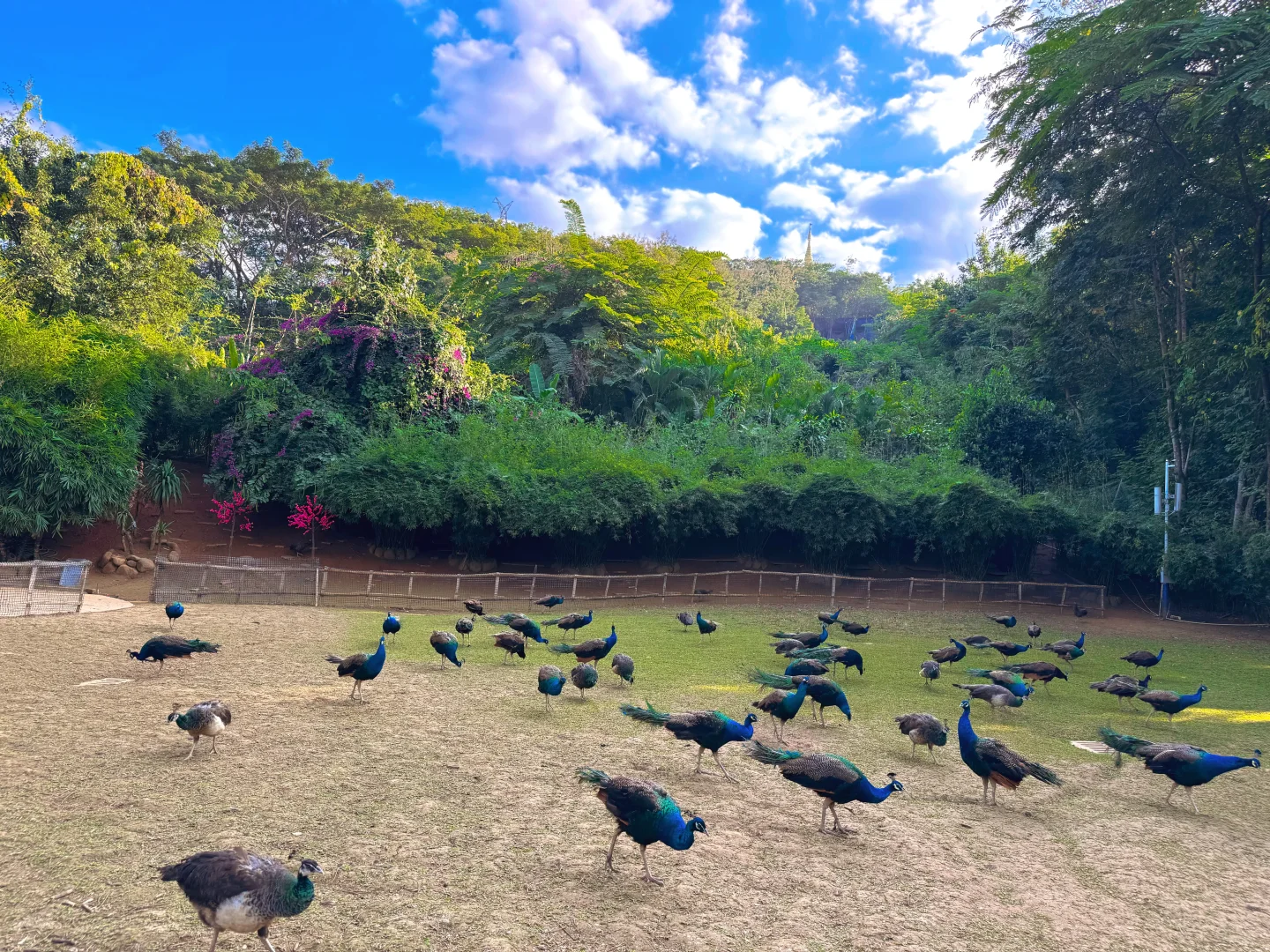 到底值不值得来 西双版纳勐泐文化旅游区