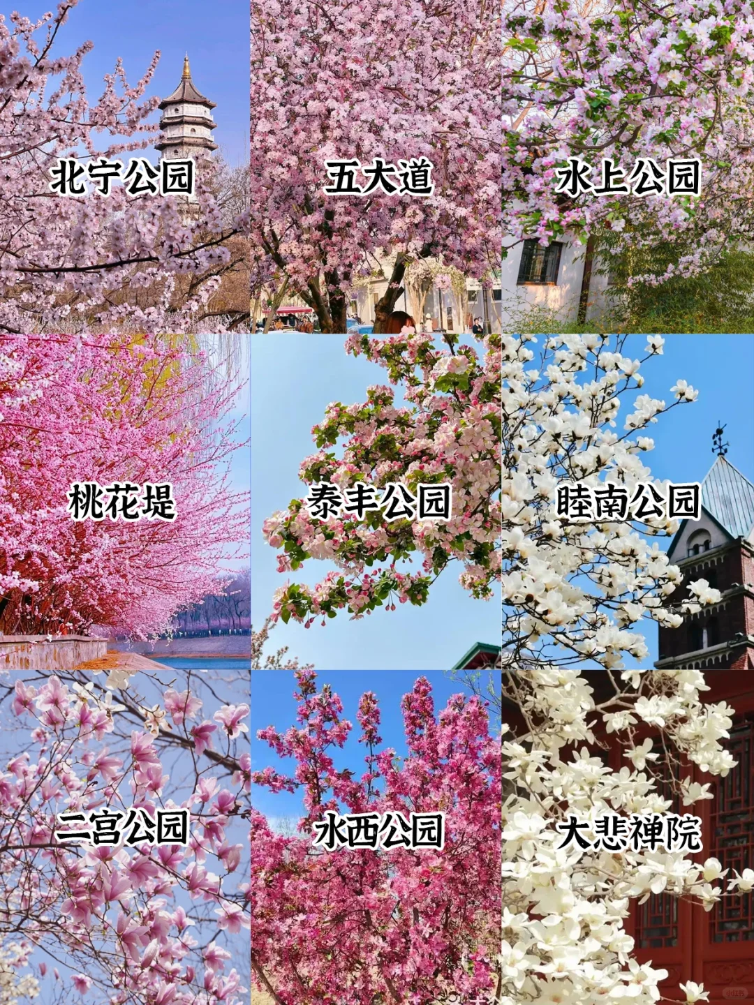 2025天津超全赏花指南🌸天津将迎来盛大花市