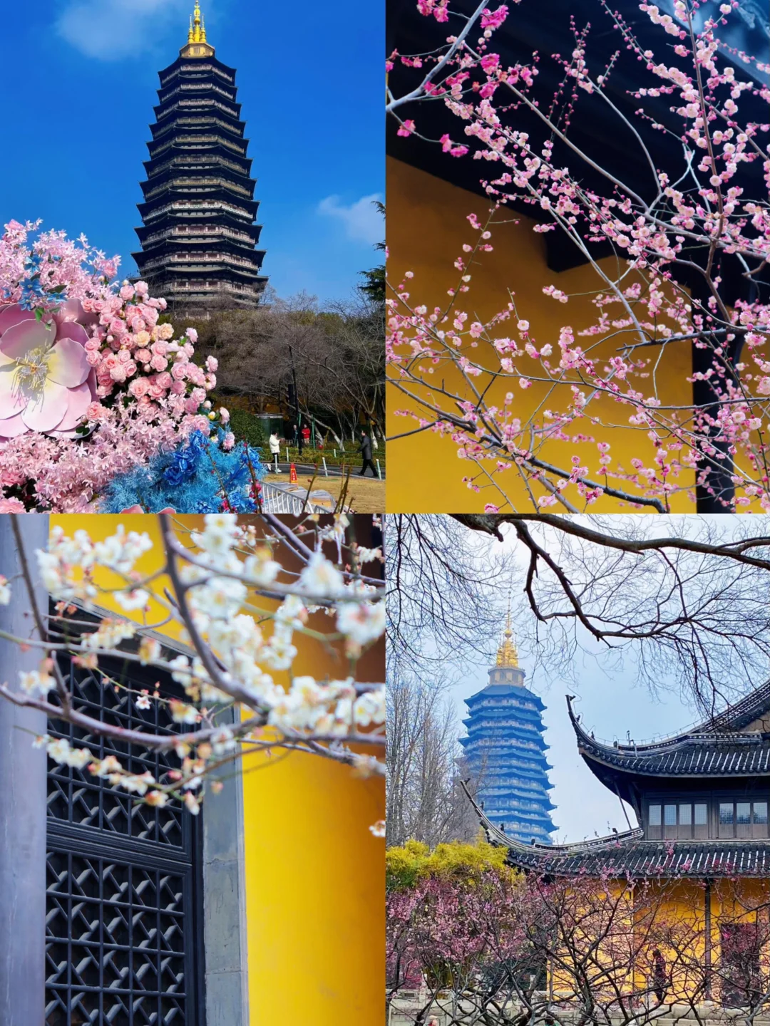 🌈常州| 2-4月来真的很香，人少景美！