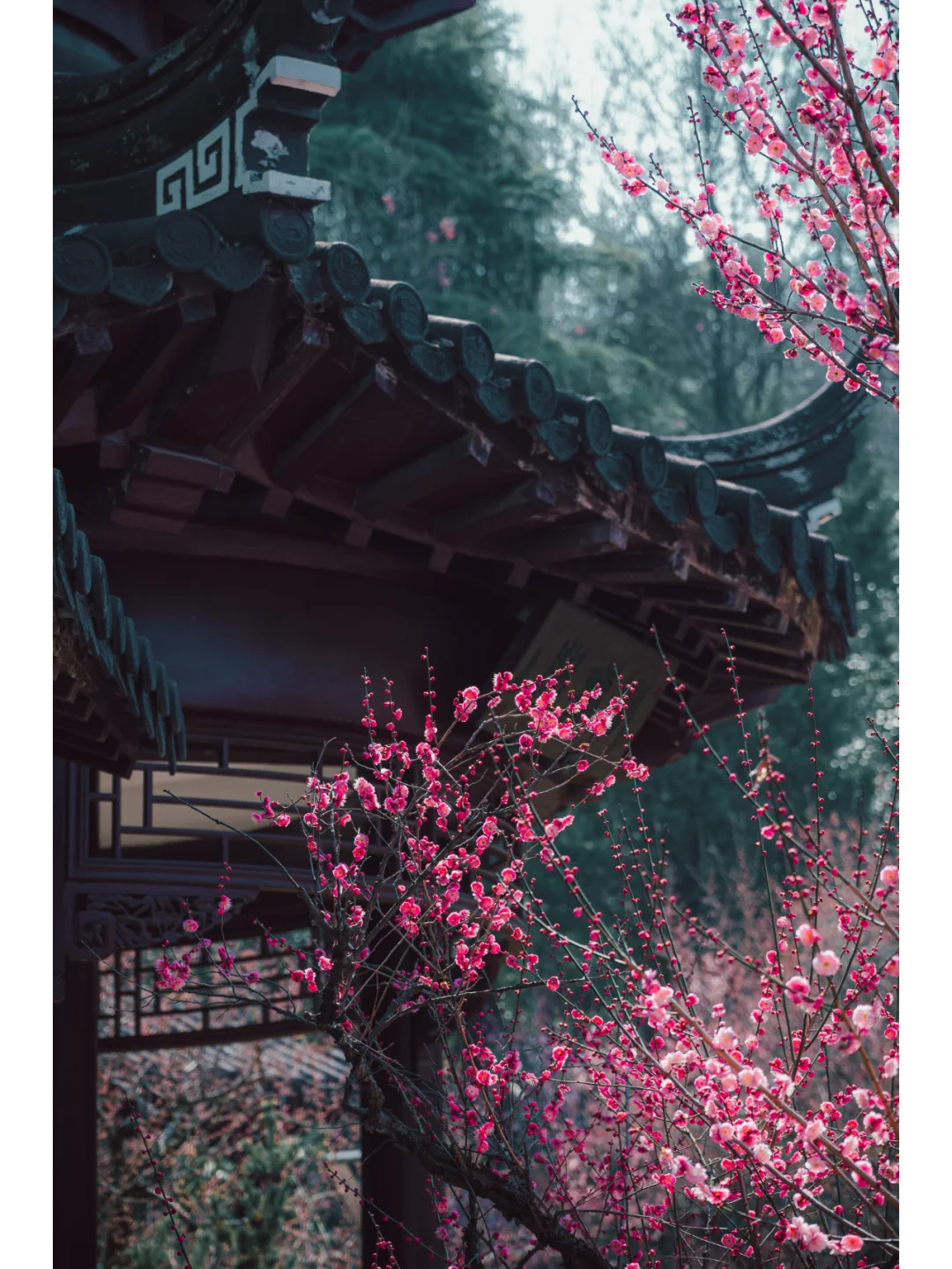 南京梅岗|终于开了‼️中式审美太好看了✌