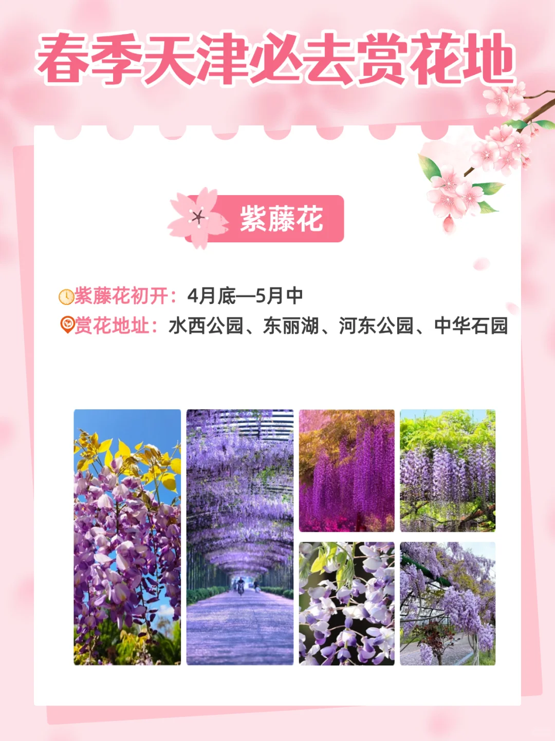 2025天津超全赏花指南🌸天津将迎来盛大花市