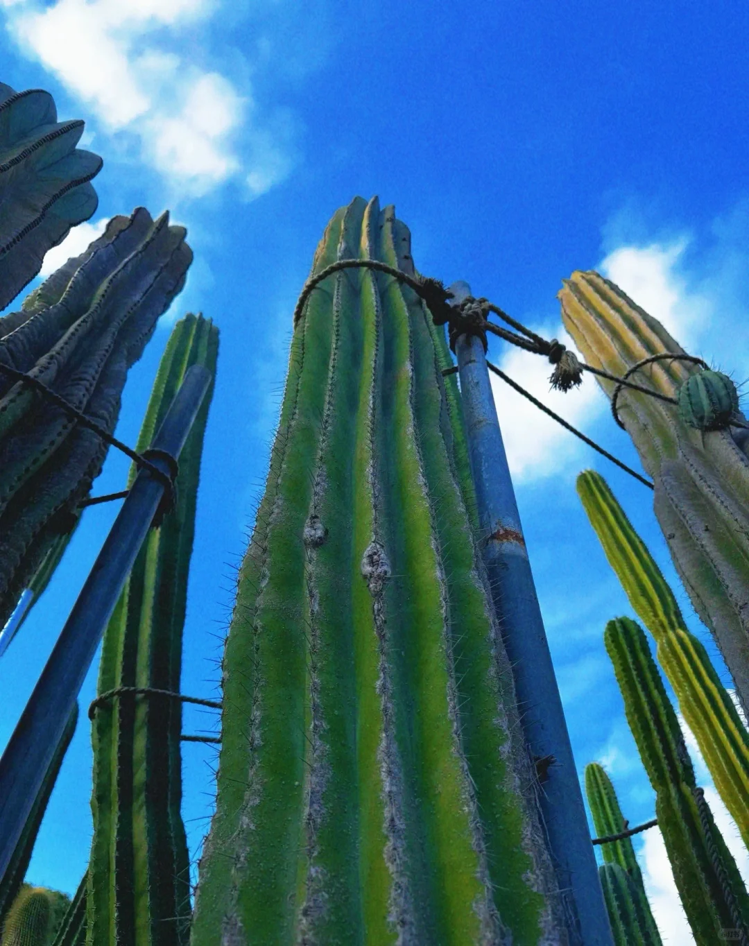 🌟【厦门旅游攻略】🌟——3天2夜玩转文艺海岛