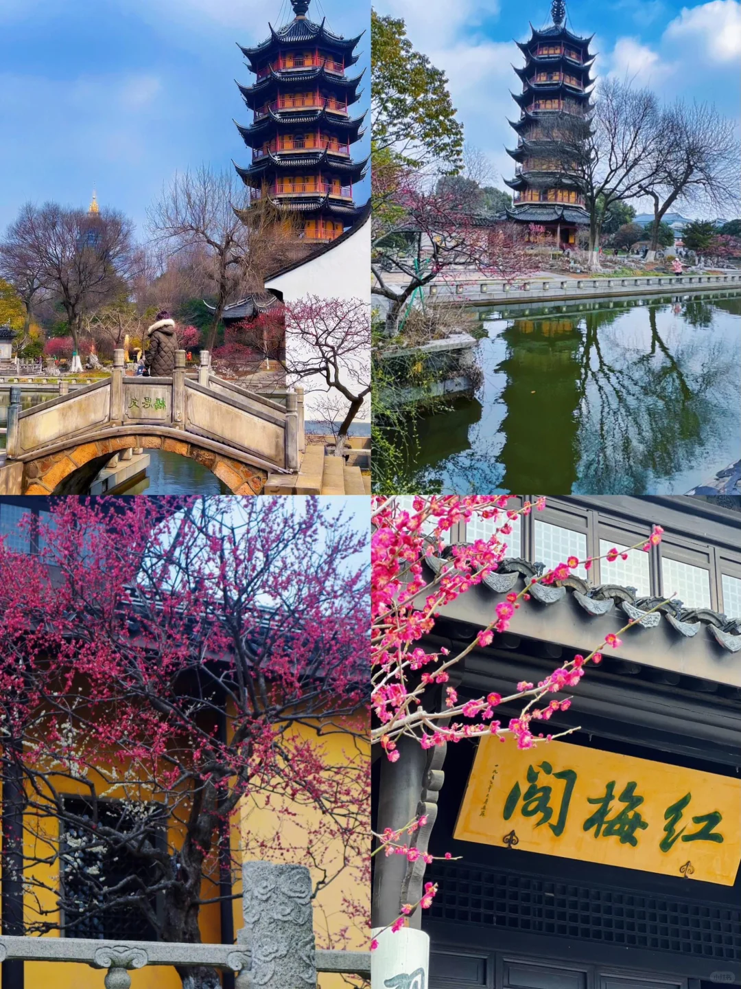 🌈常州| 2-4月来真的很香，人少景美！