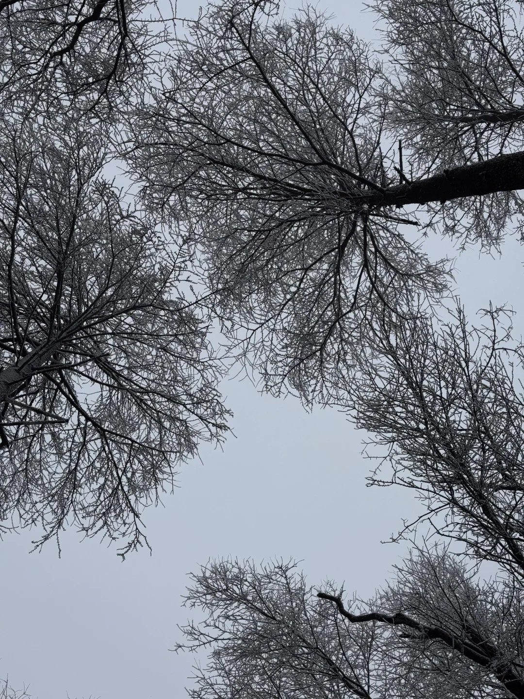 报❗️❗️莫干山2025年限定初雪(live版)