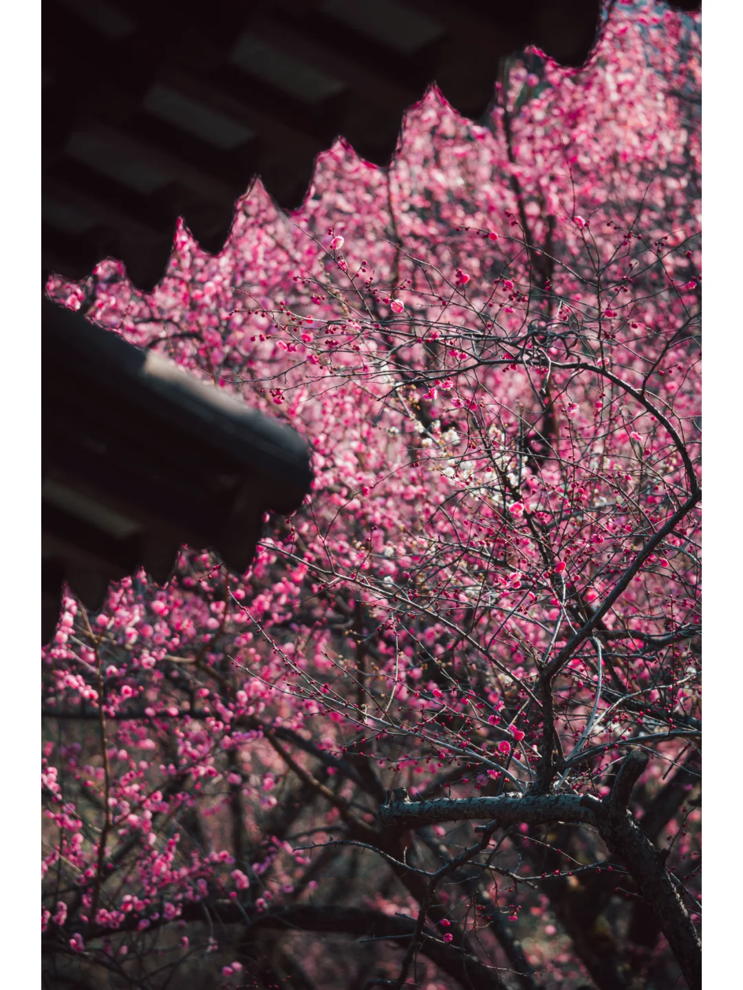 南京梅岗|终于开了‼️中式审美太好看了✌