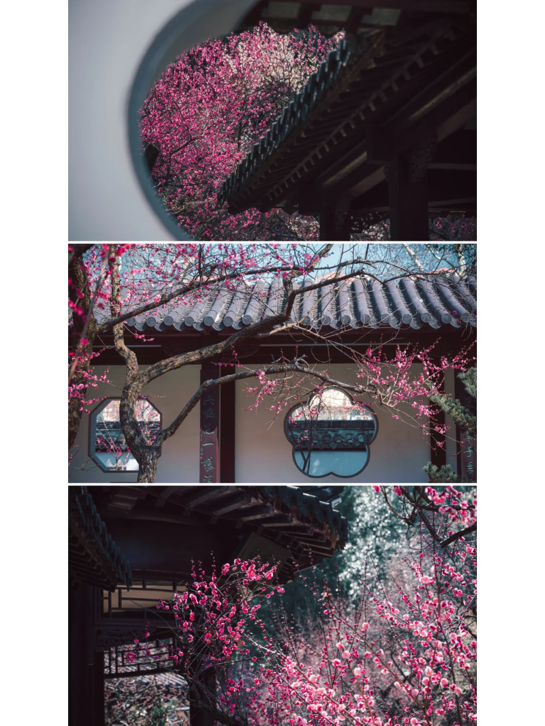 南京梅岗|终于开了‼️中式审美太好看了✌