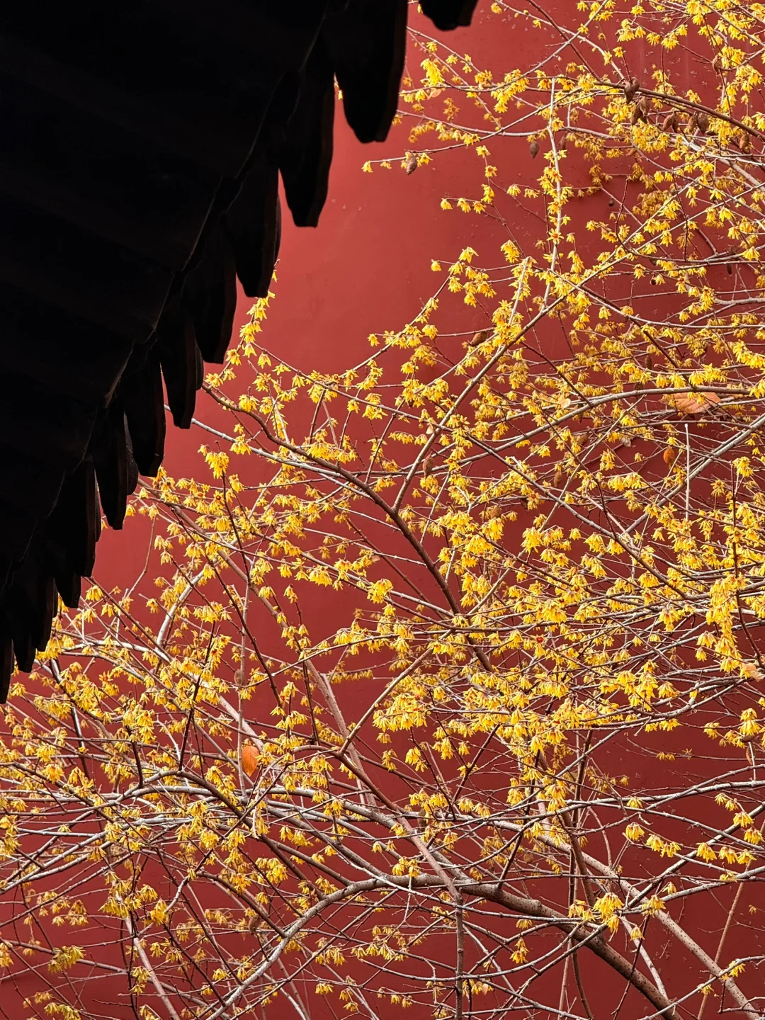 2.16实况!杭州钱王祠的梅花美爆了😍