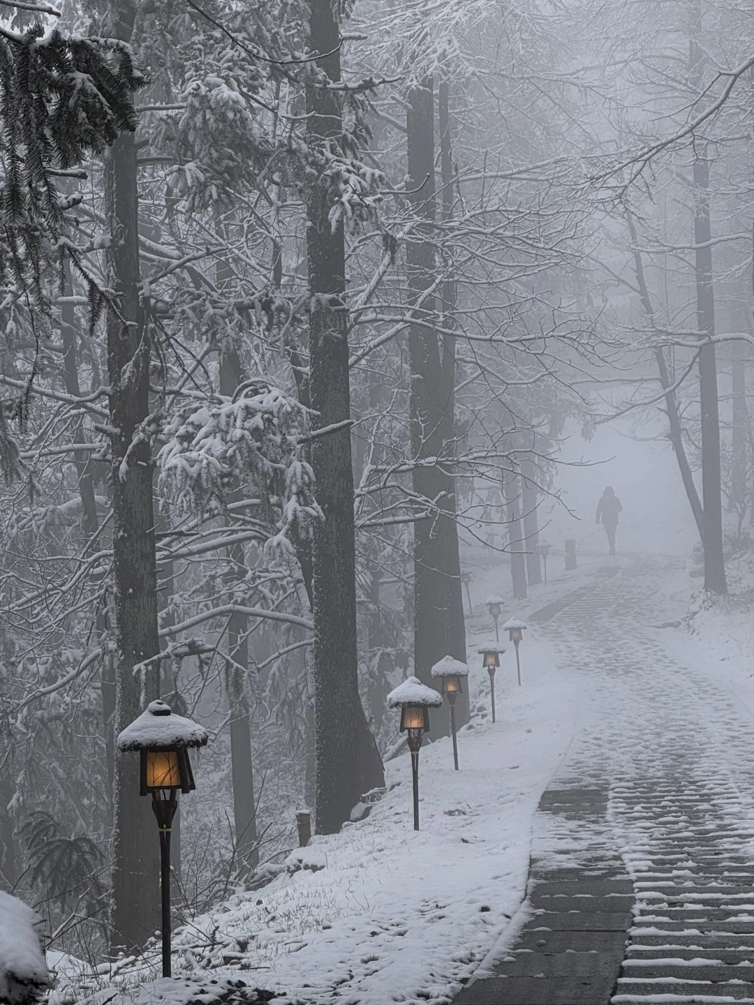 报❗️❗️莫干山2025年限定初雪(live版)