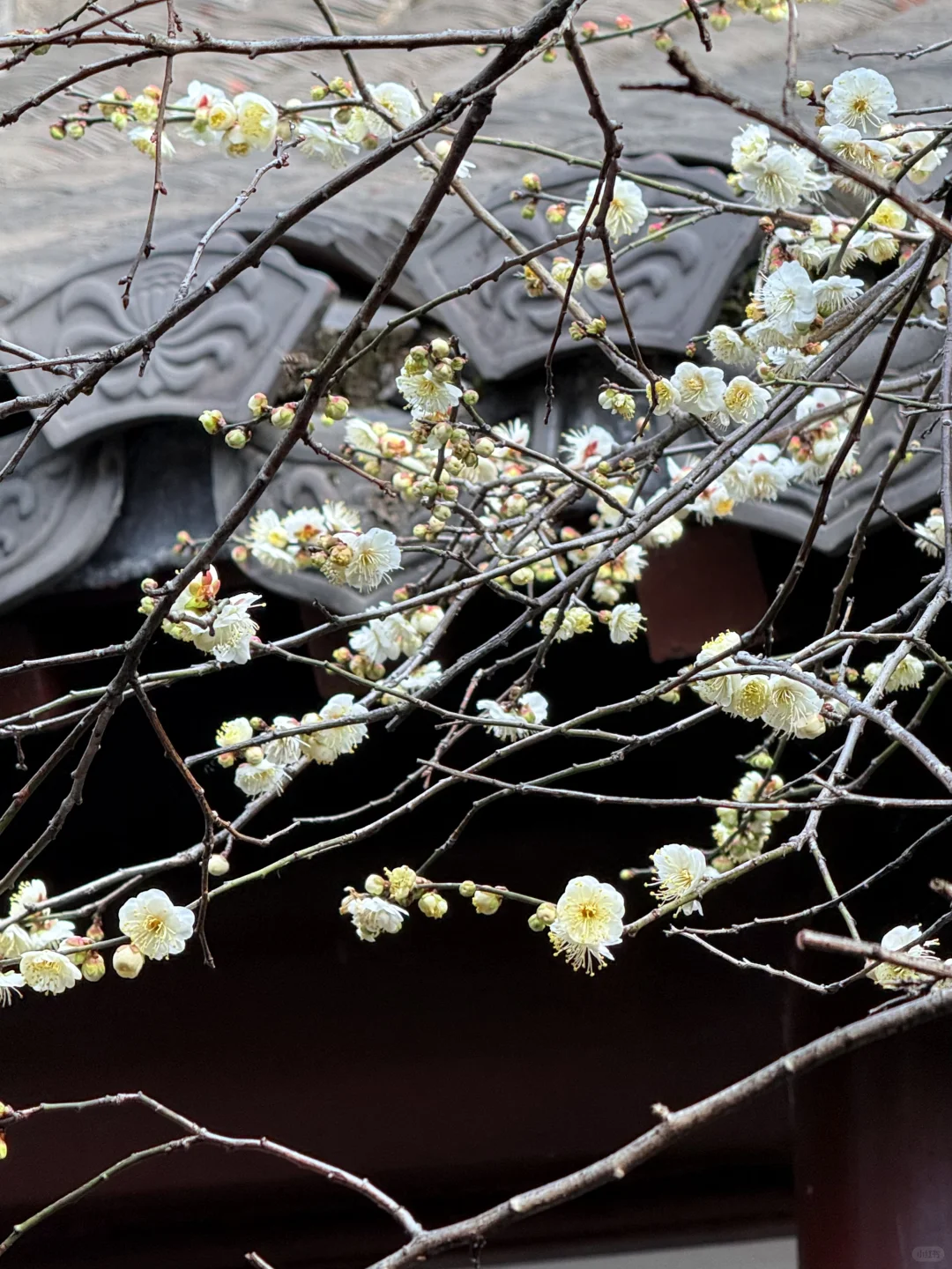 2.16实况!杭州钱王祠的梅花美爆了😍