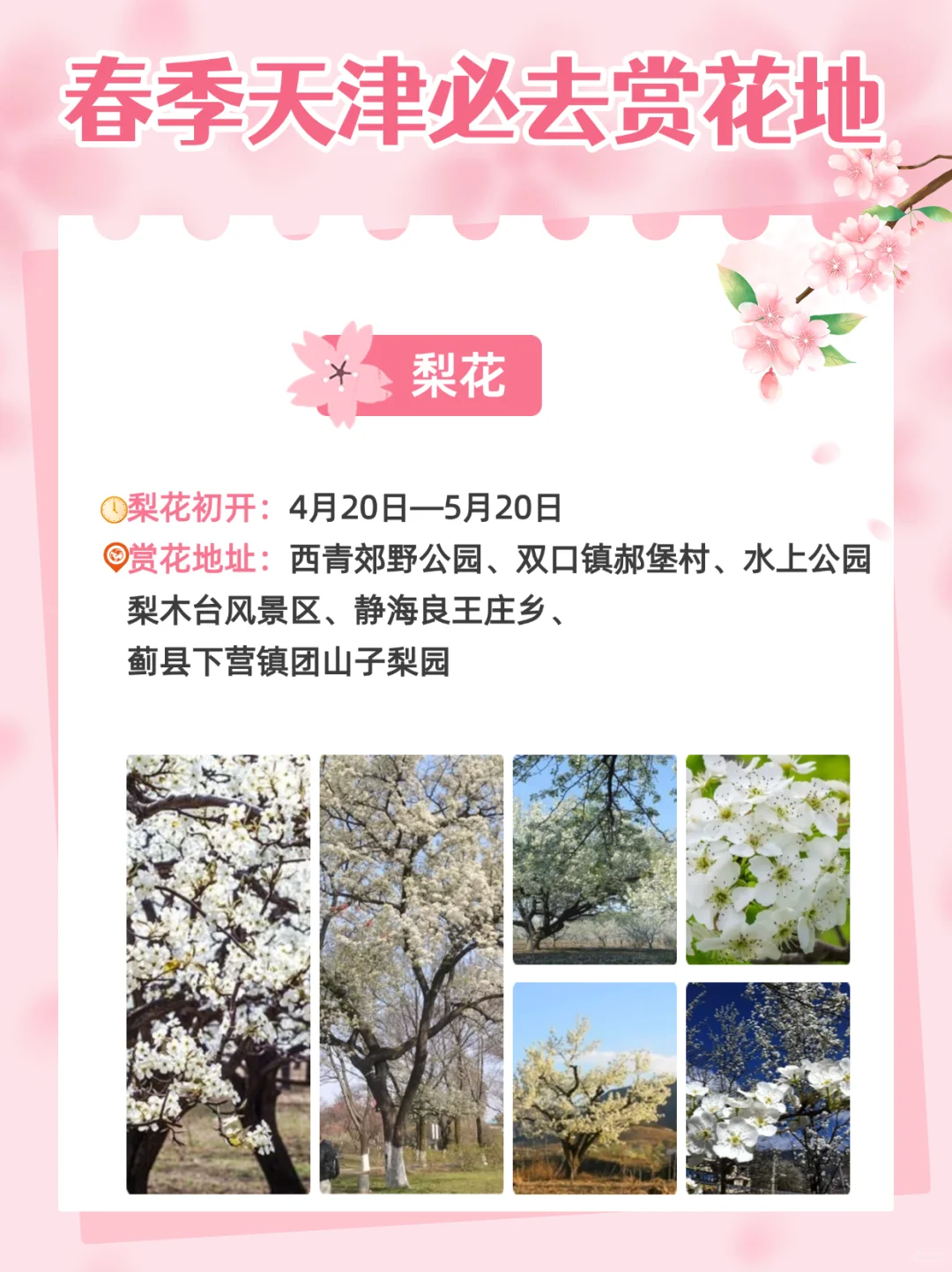 2025天津超全赏花指南🌸天津将迎来盛大花市