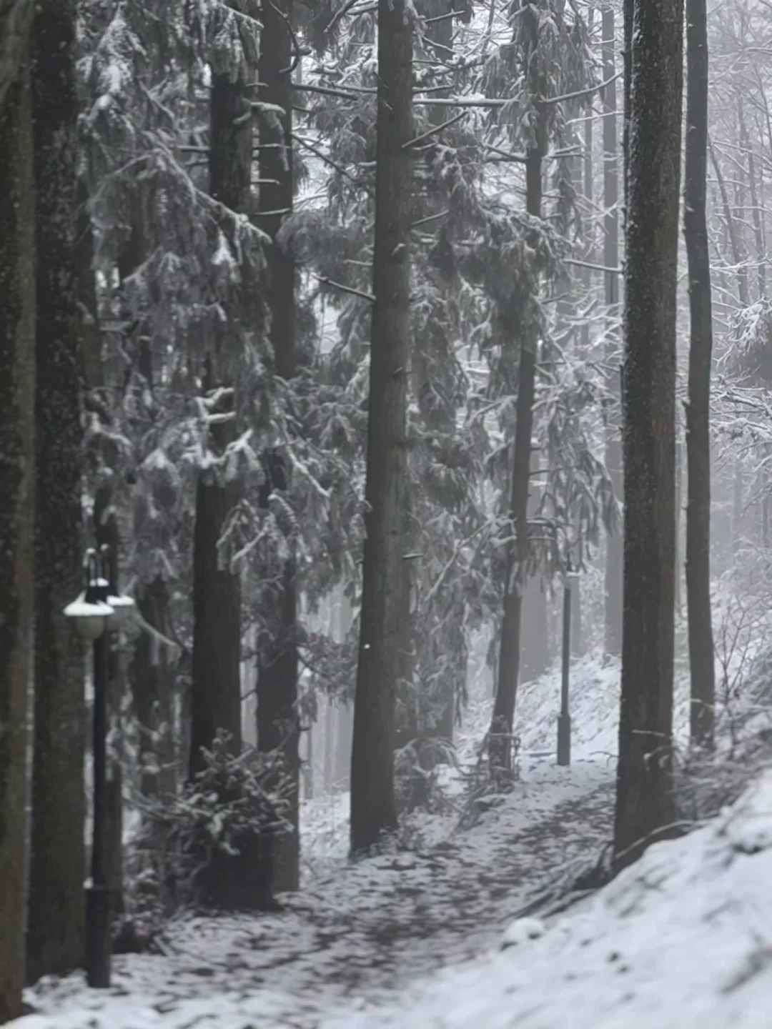 报❗️❗️莫干山2025年限定初雪(live版)