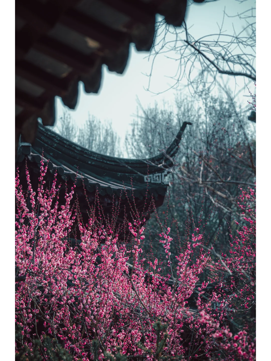 南京梅岗|终于开了‼️中式审美太好看了✌