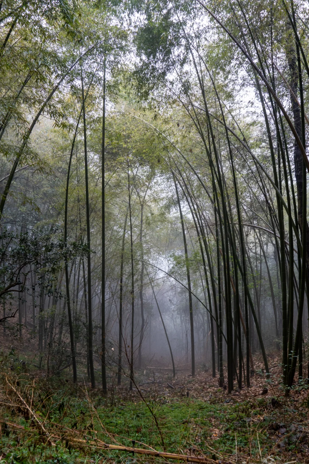 在十里琅珰徒步是这次杭州行的最佳体验