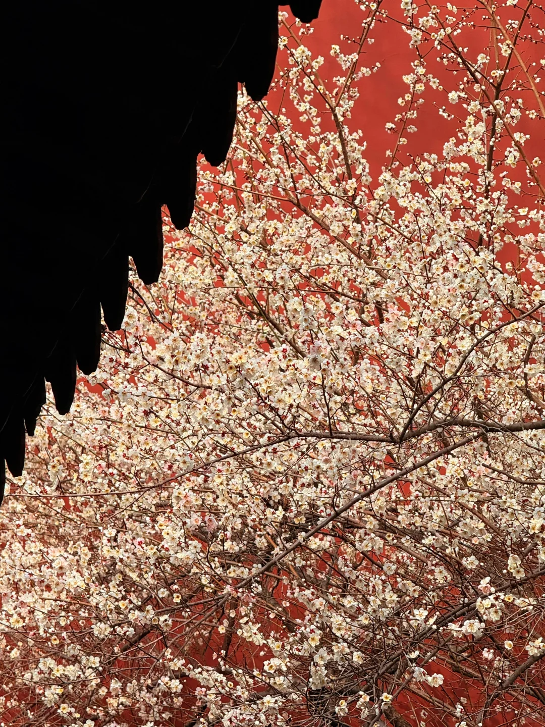 2.16实况!杭州钱王祠的梅花美爆了😍