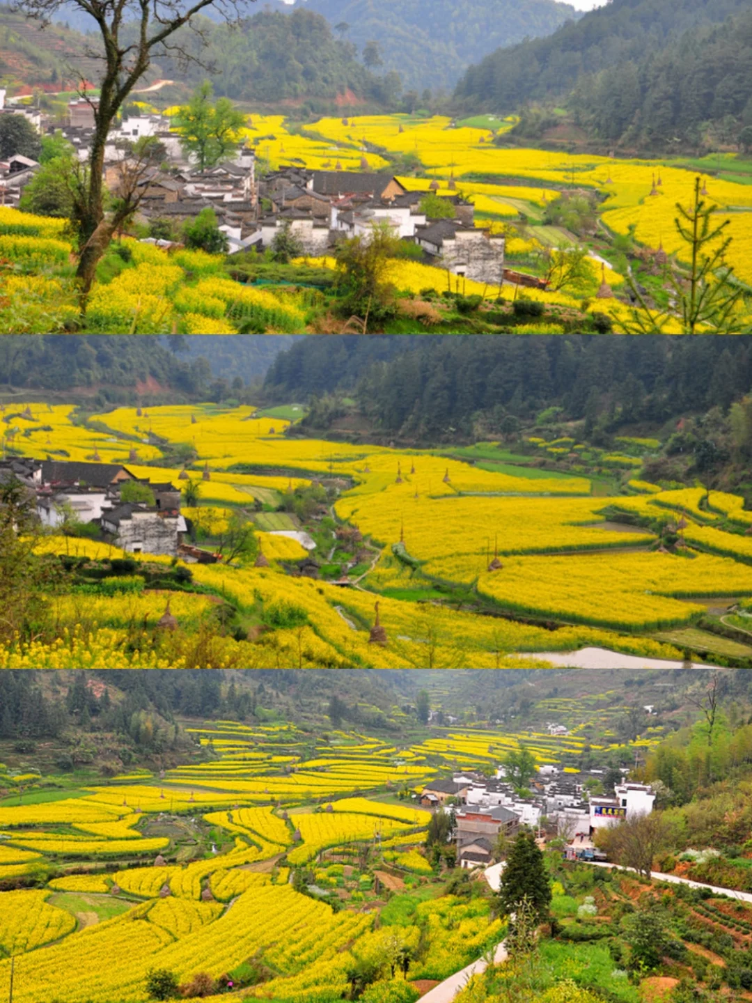 不踩雷不拥挤没门票，④条婺源小众玩法奉上