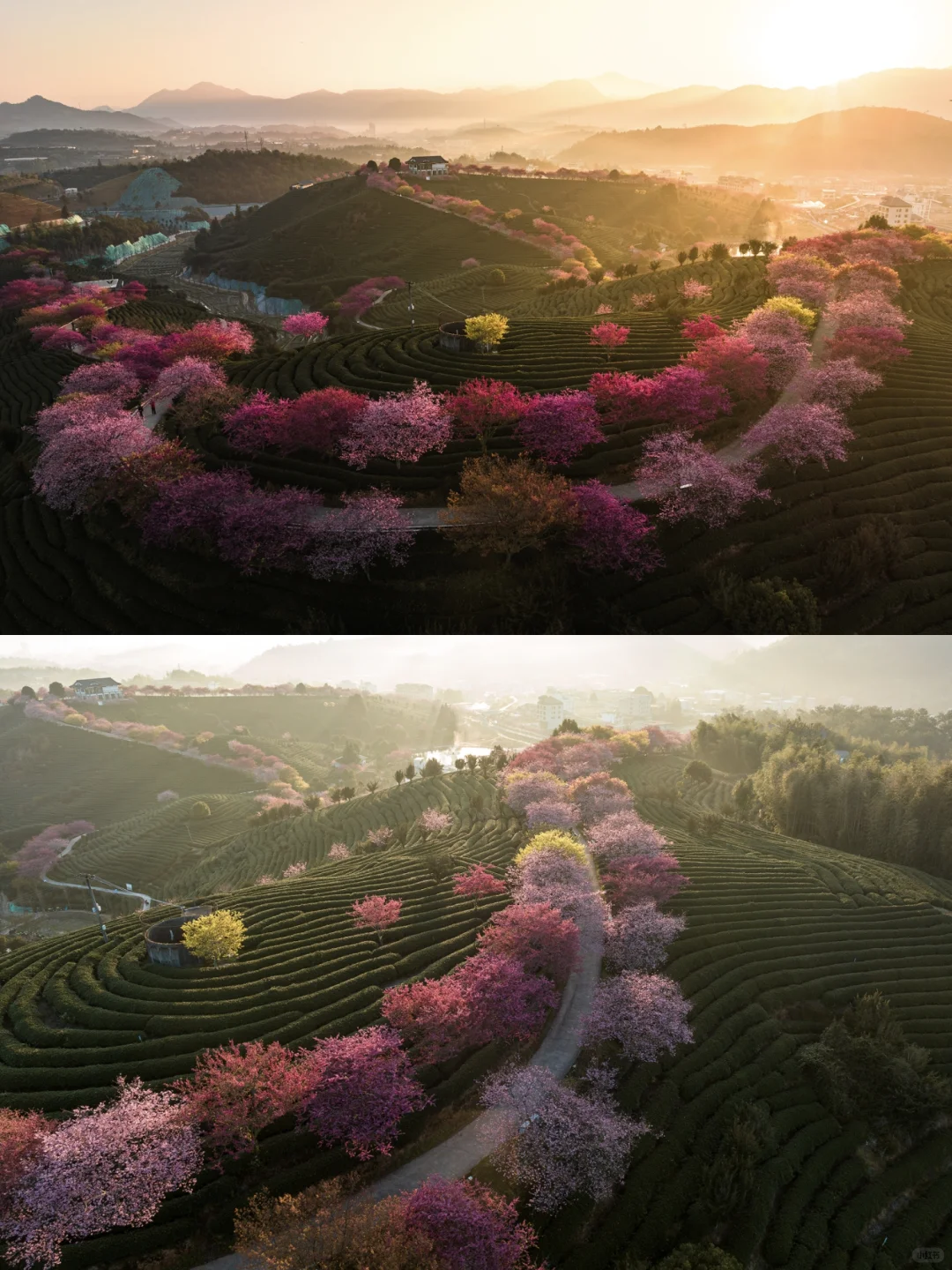 福建春日顶流樱花海🤣美到被国家地理点名