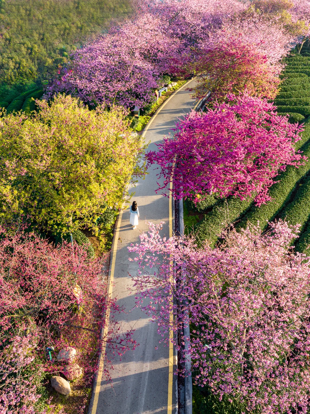 福建春日顶流樱花海🤣美到被国家地理点名