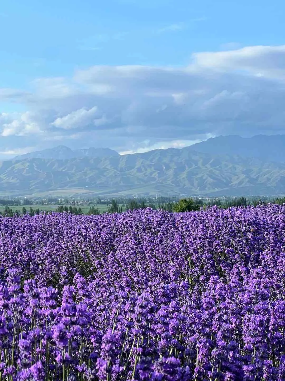 和闺蜜去新疆伊犁七天📍消费观崩塌了...