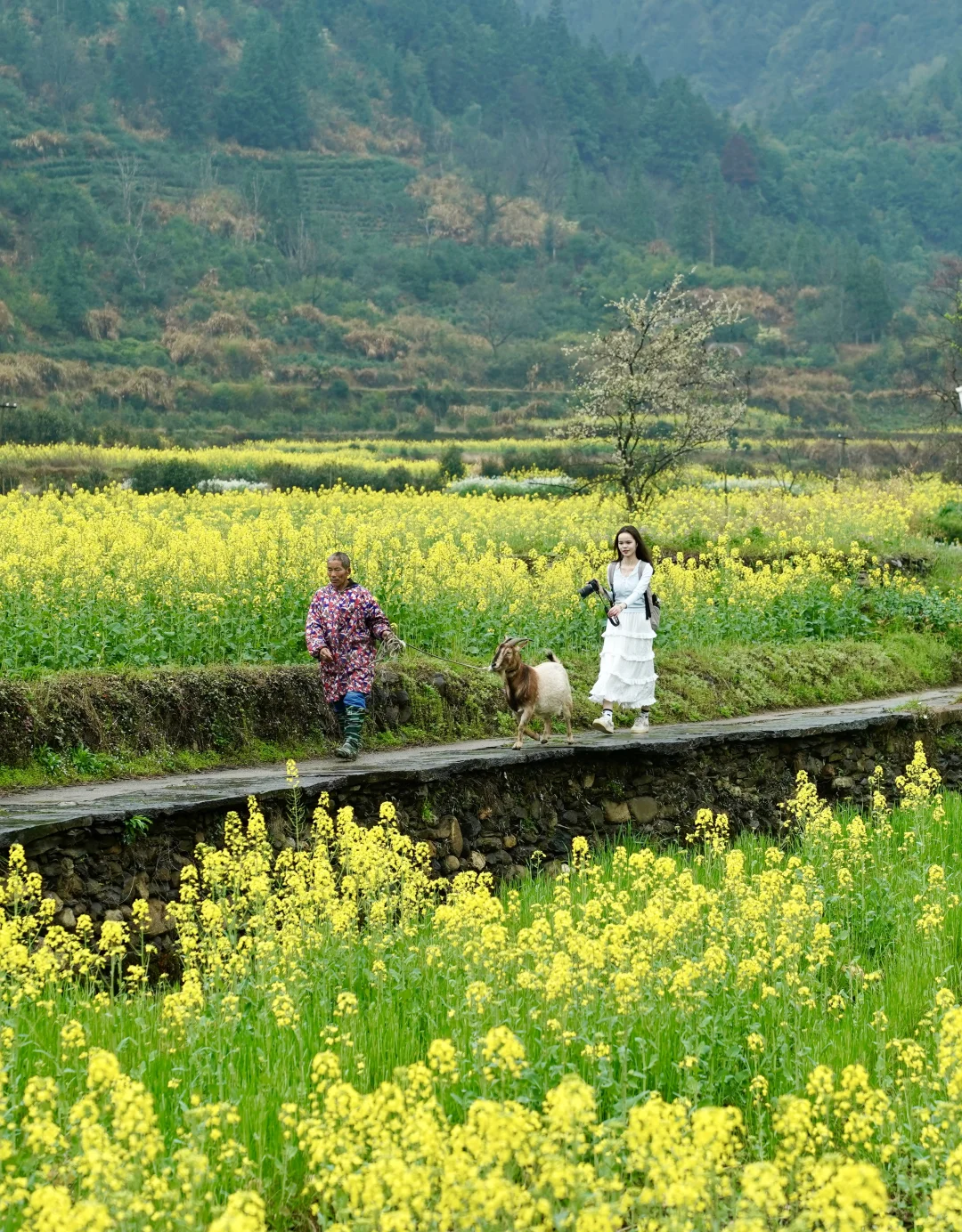 不踩雷不拥挤没门票，④条婺源小众玩法奉上