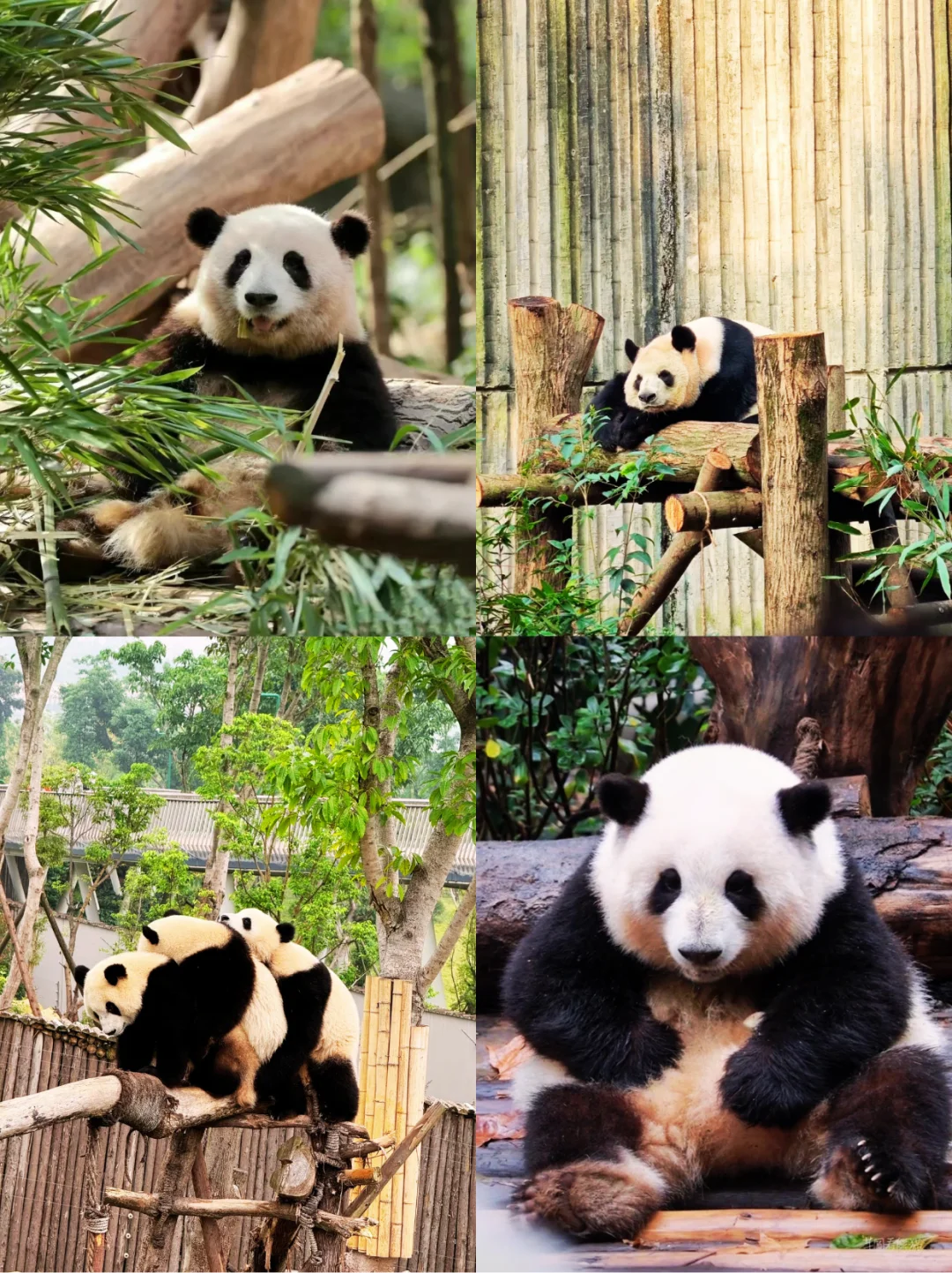 2-3月来成都不看这篇‼小心被宰..