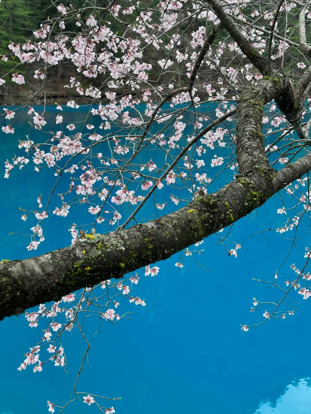 谁懂呀😭3月的九寨沟就是人间仙境✨吧！