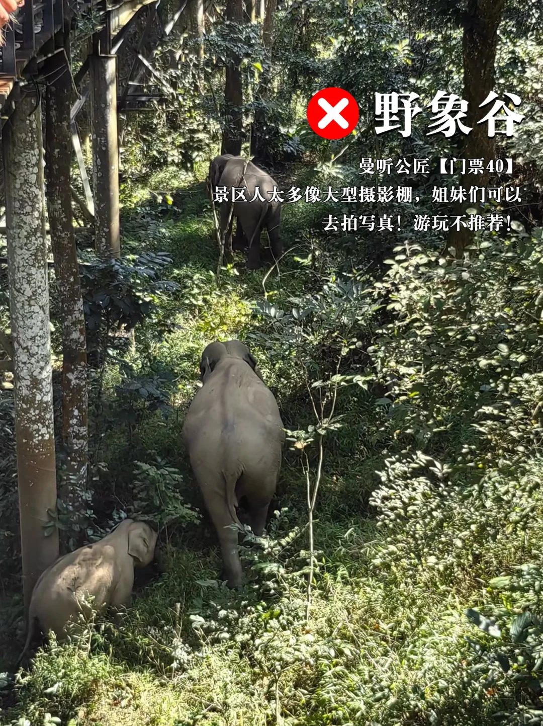 西双版纳景点避坑红⭕黑⚫榜（本地版）