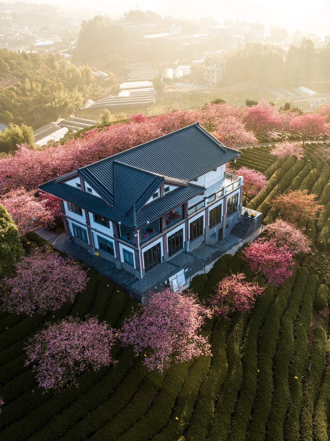 福建春日顶流樱花海🤣美到被国家地理点名