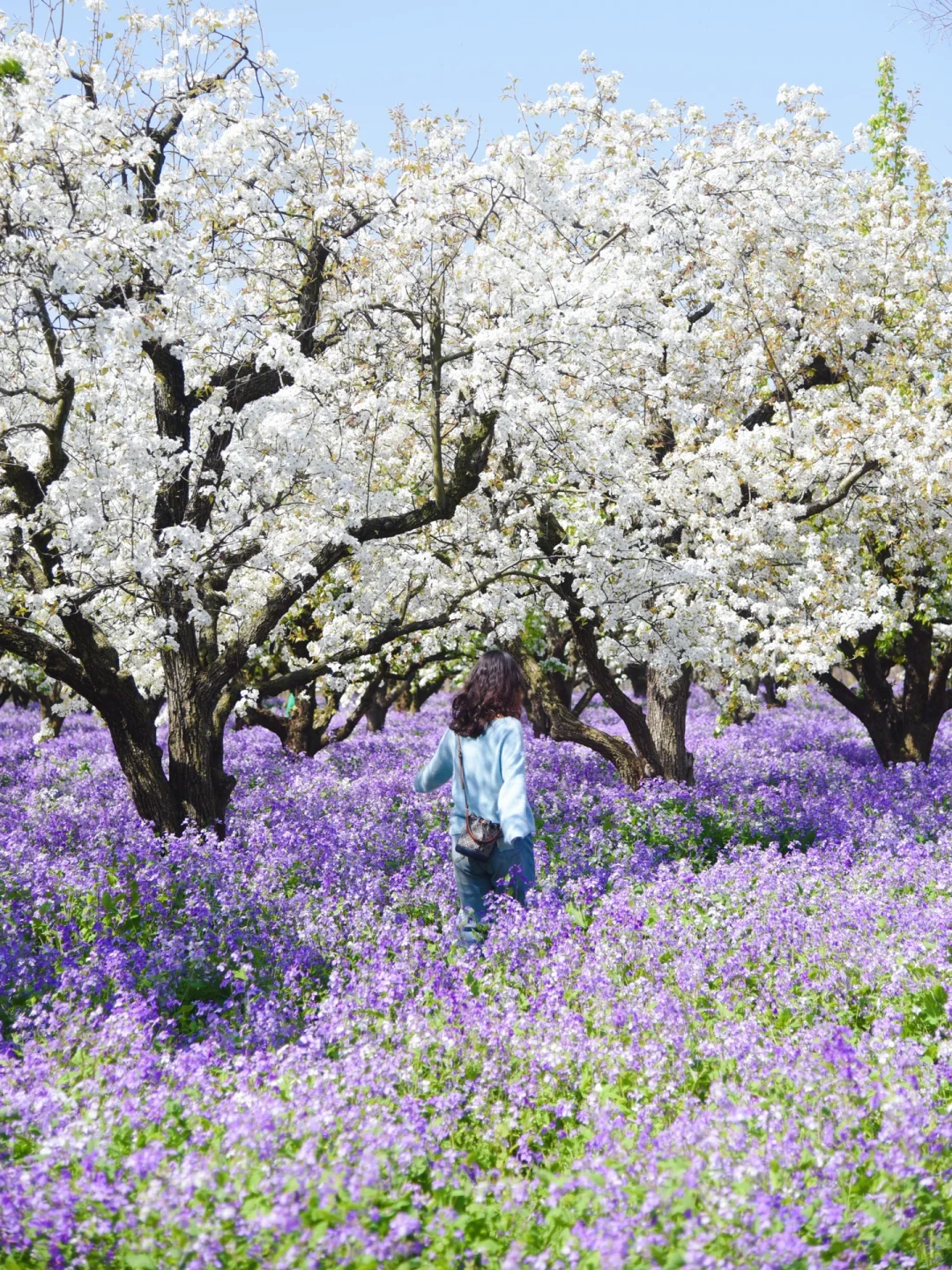 是江苏最盛大的梨兰花海啊！！！