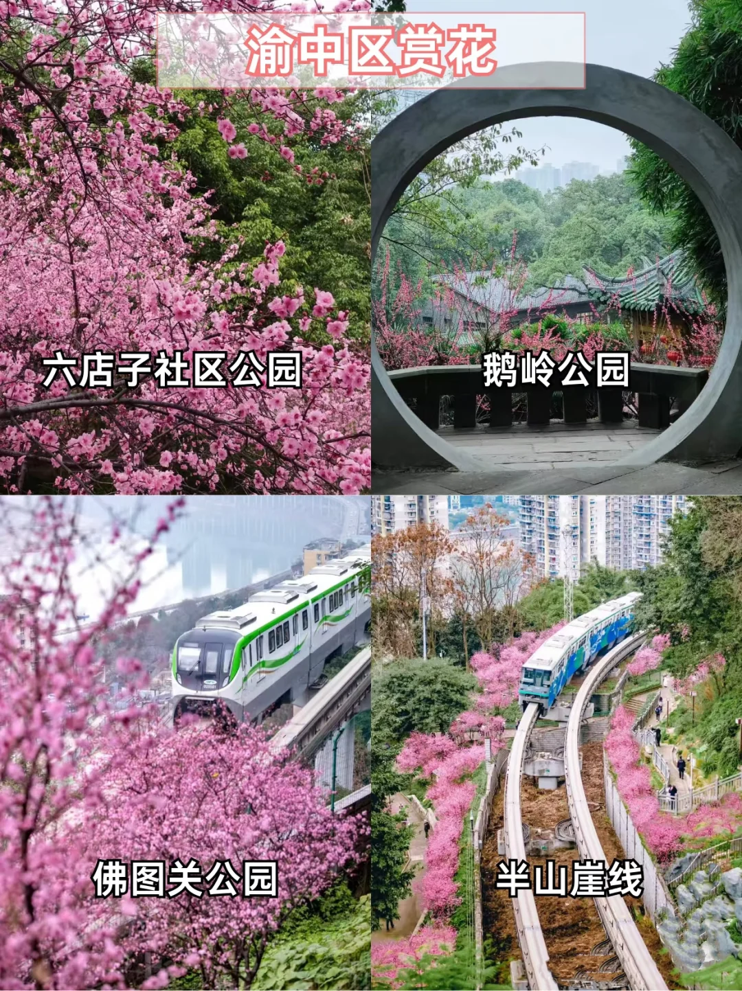 重庆主城赏花地🌸宝子们快打卡📷