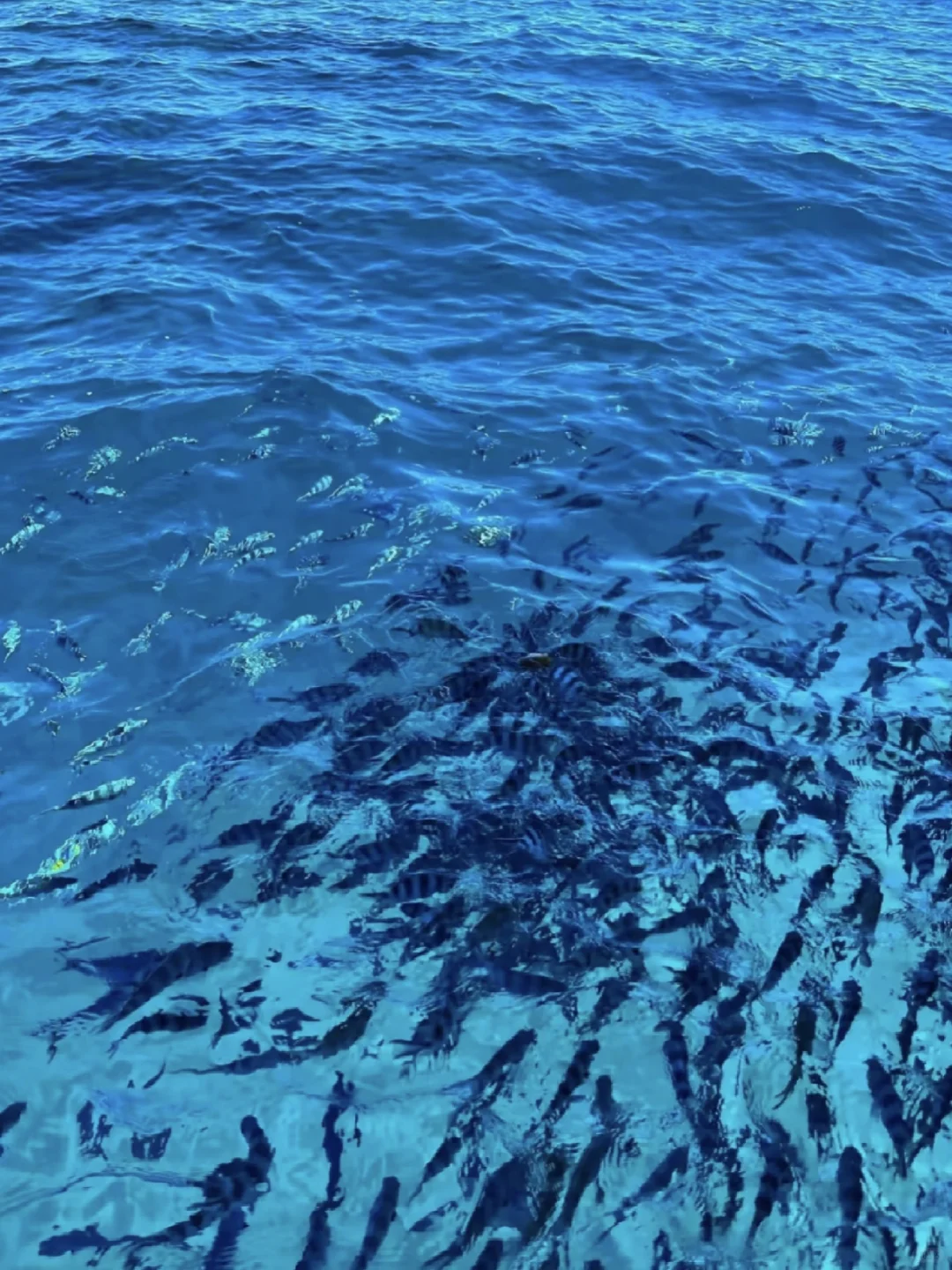 五一去哪玩？斐济绝美海岛了解一下？😋