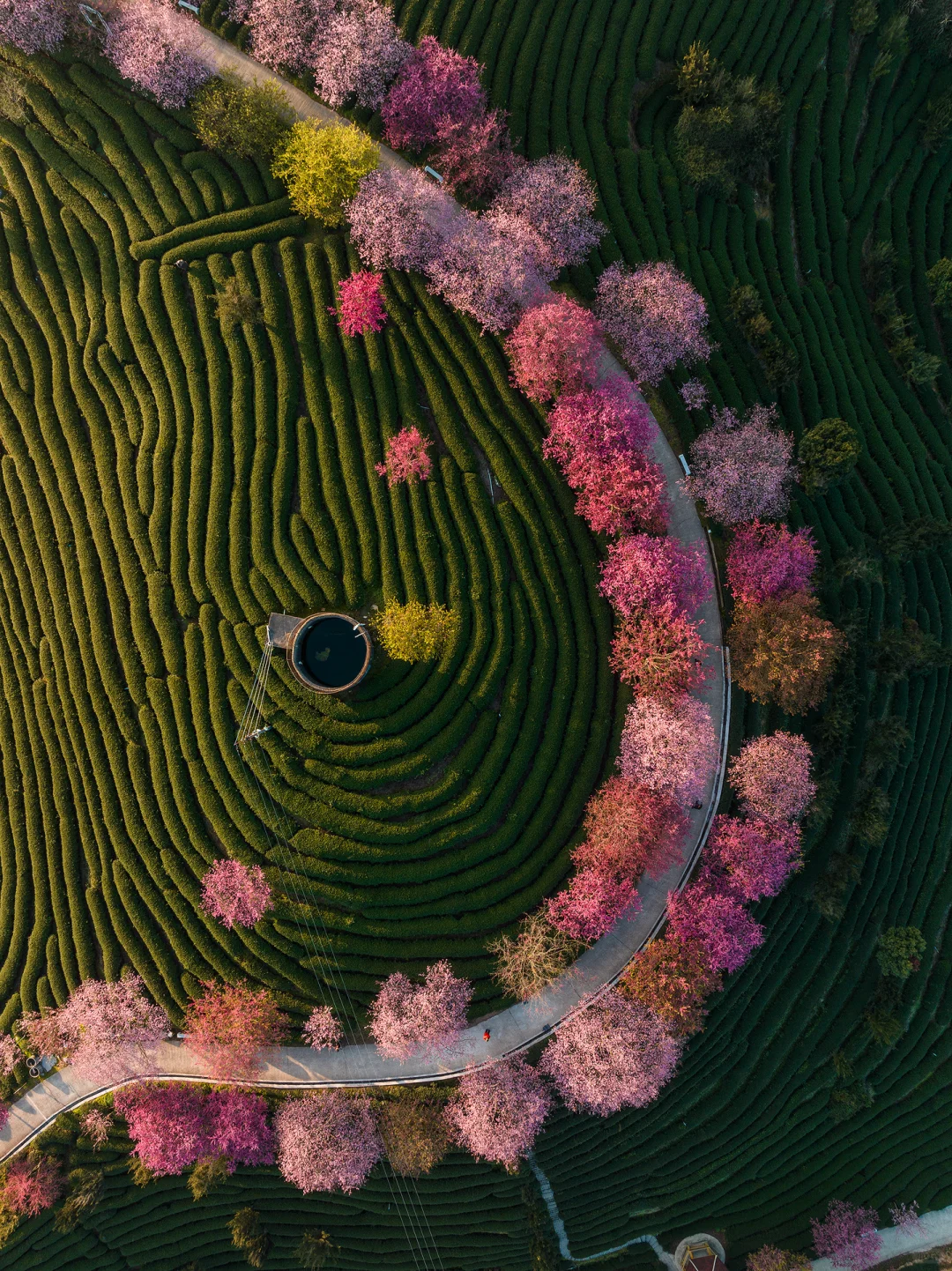 福建春日顶流樱花海🤣美到被国家地理点名