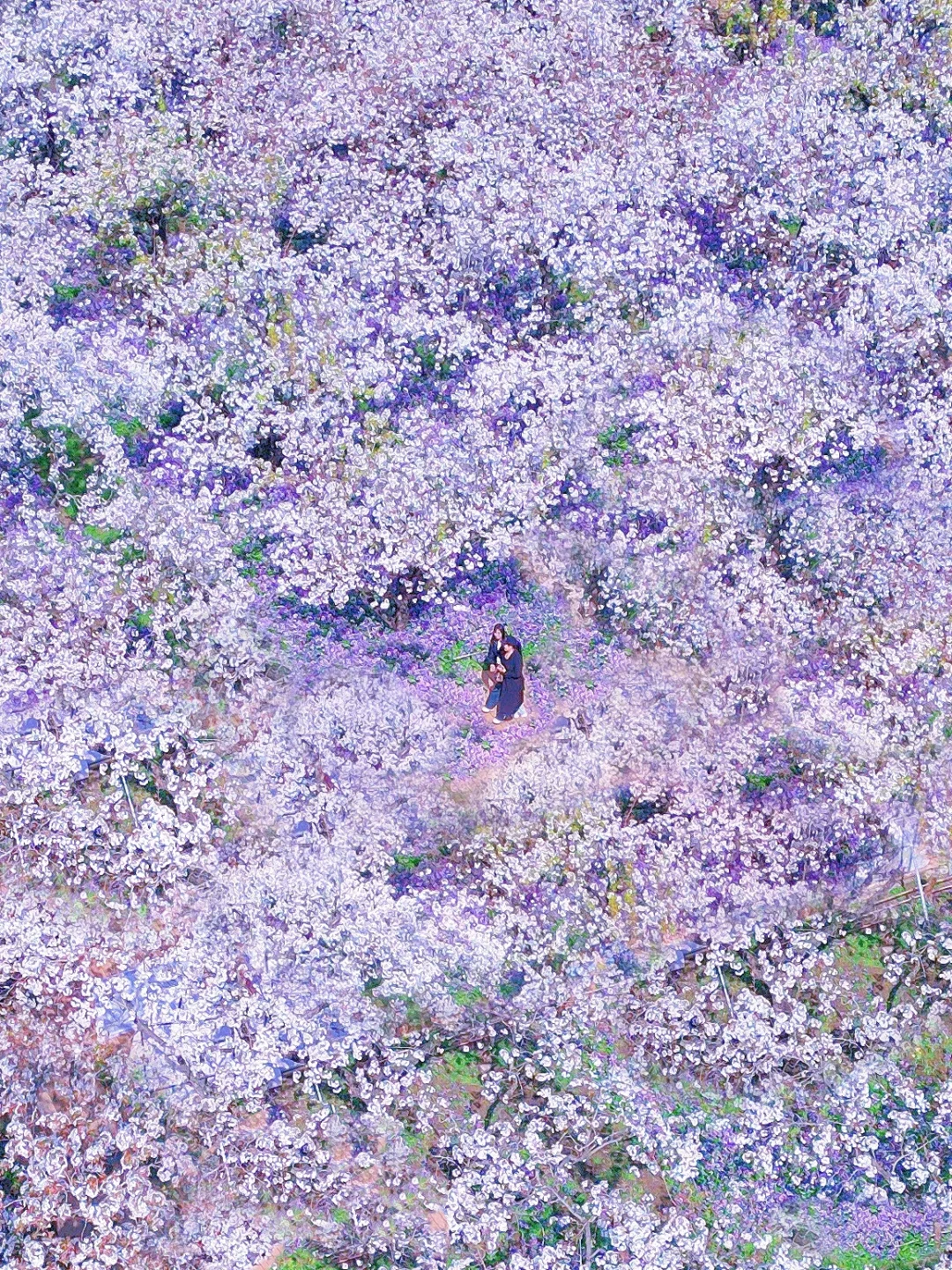 是江苏最盛大的梨兰花海啊！！！