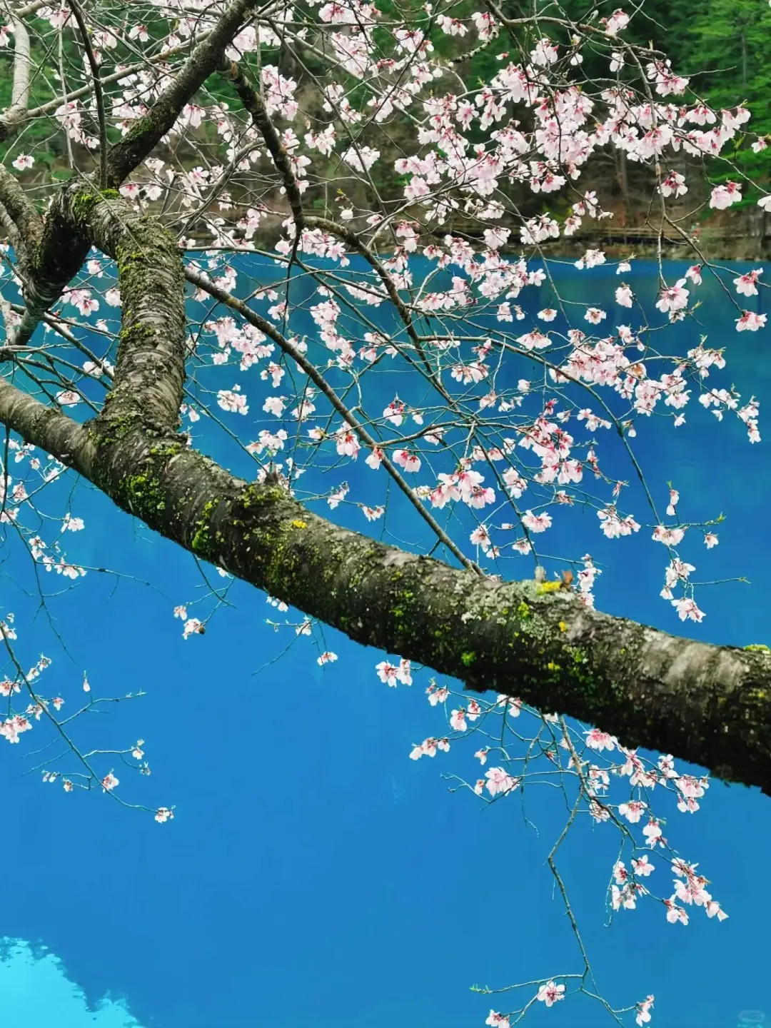 谁懂呀😭3月的九寨沟就是人间仙境✨吧！